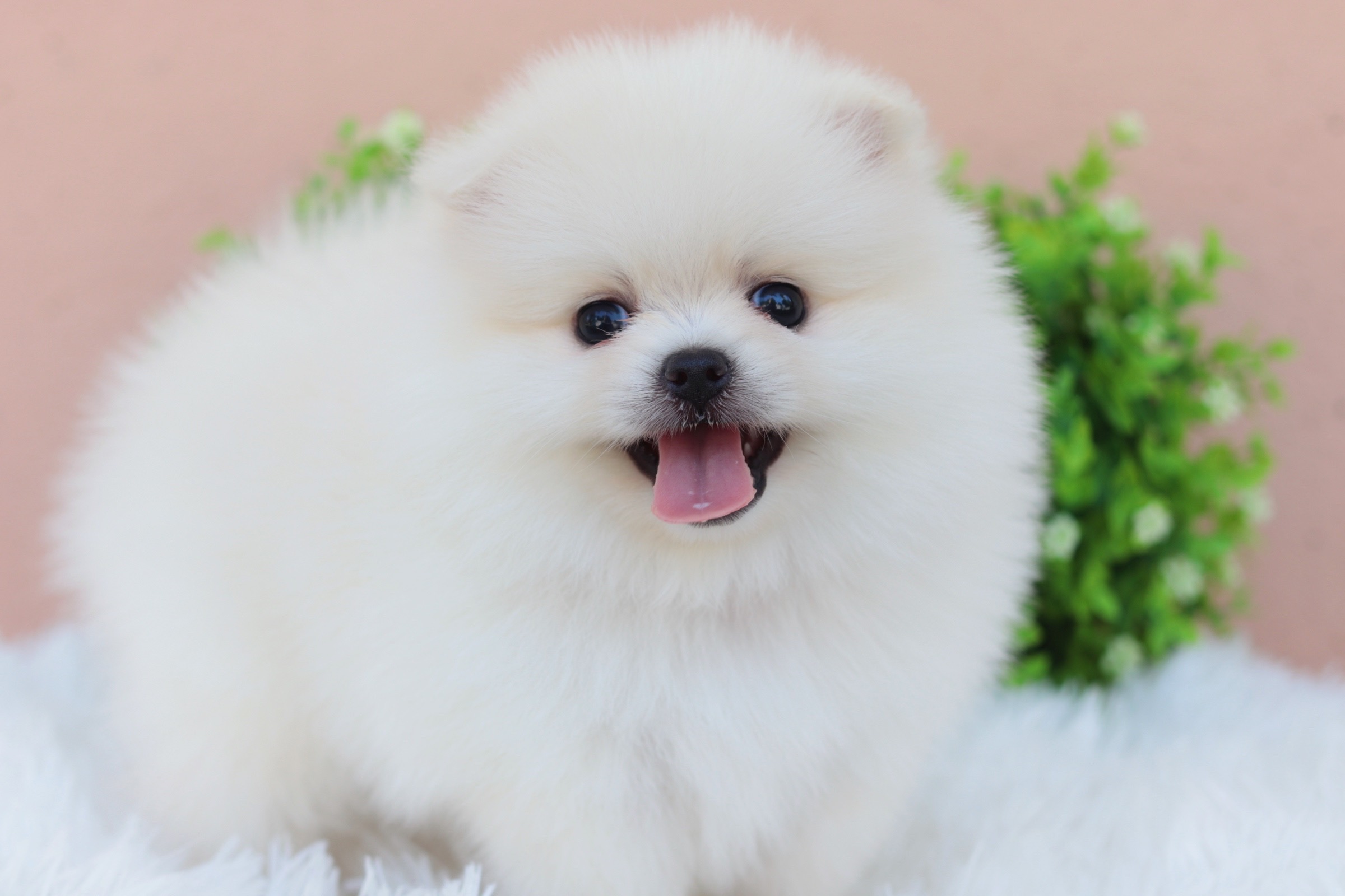 ปอมเมอเรเนียน เพศเมียสีขาวครีม