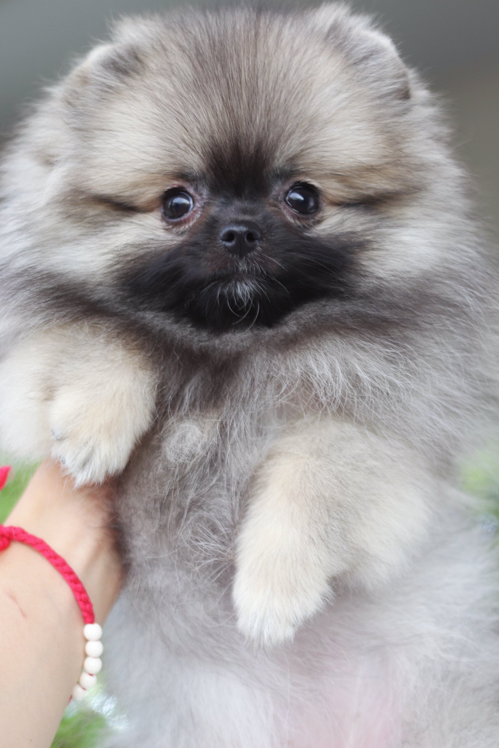 ปอมเมอเรเนียน เพศเมียสีส้ม