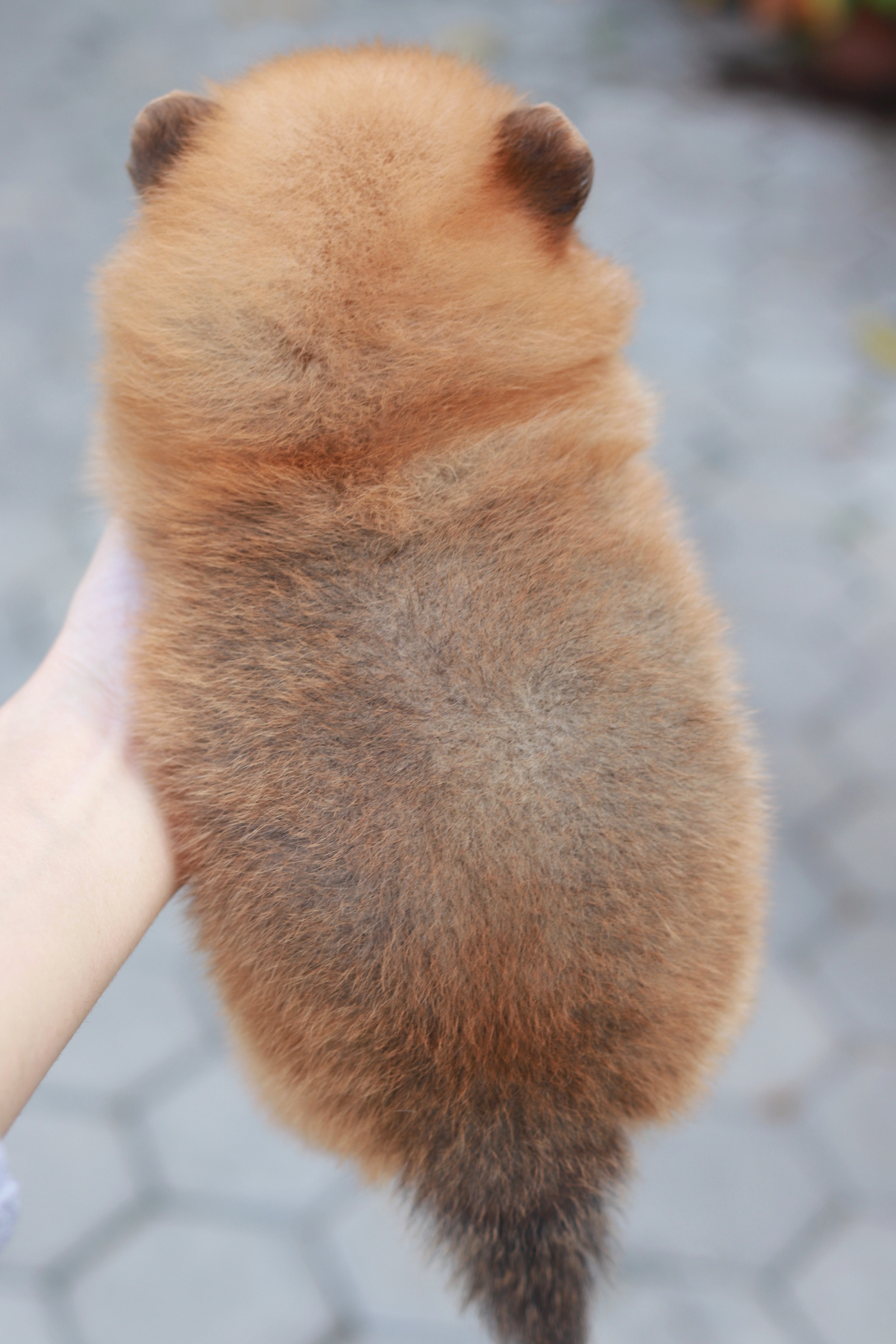 ปอมเมอเรเนียน เพศเมีย สีส้ม