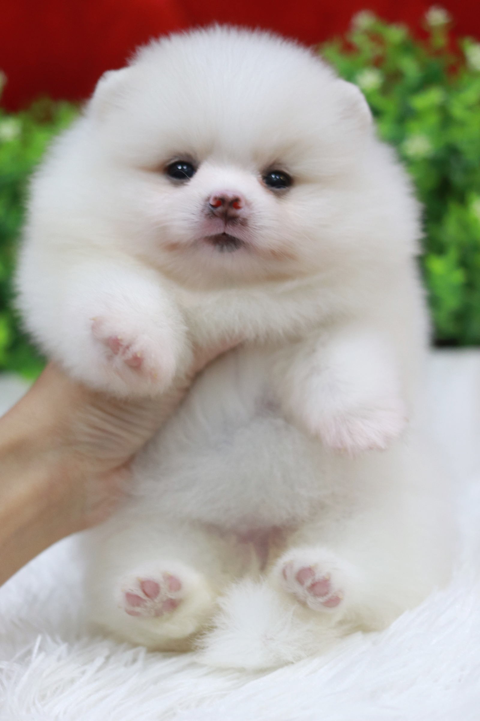 ปอมเมอเรเนียน เพศเมีย สีขาว