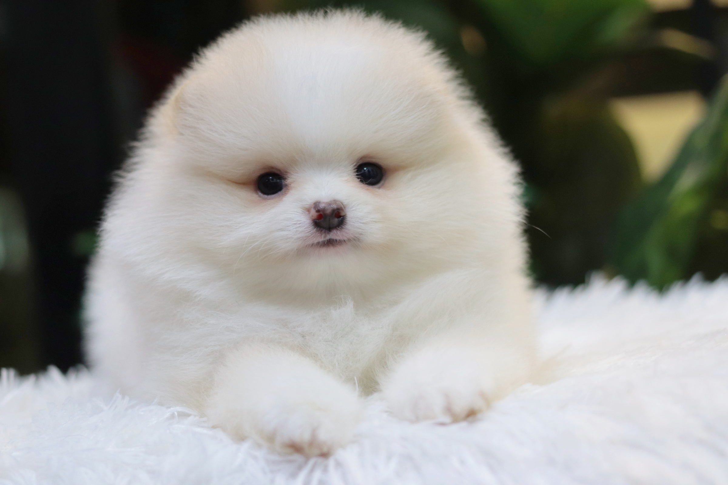 ปอมเมอเรเนียน เพศเมียขาวครีม เกรดโชว์