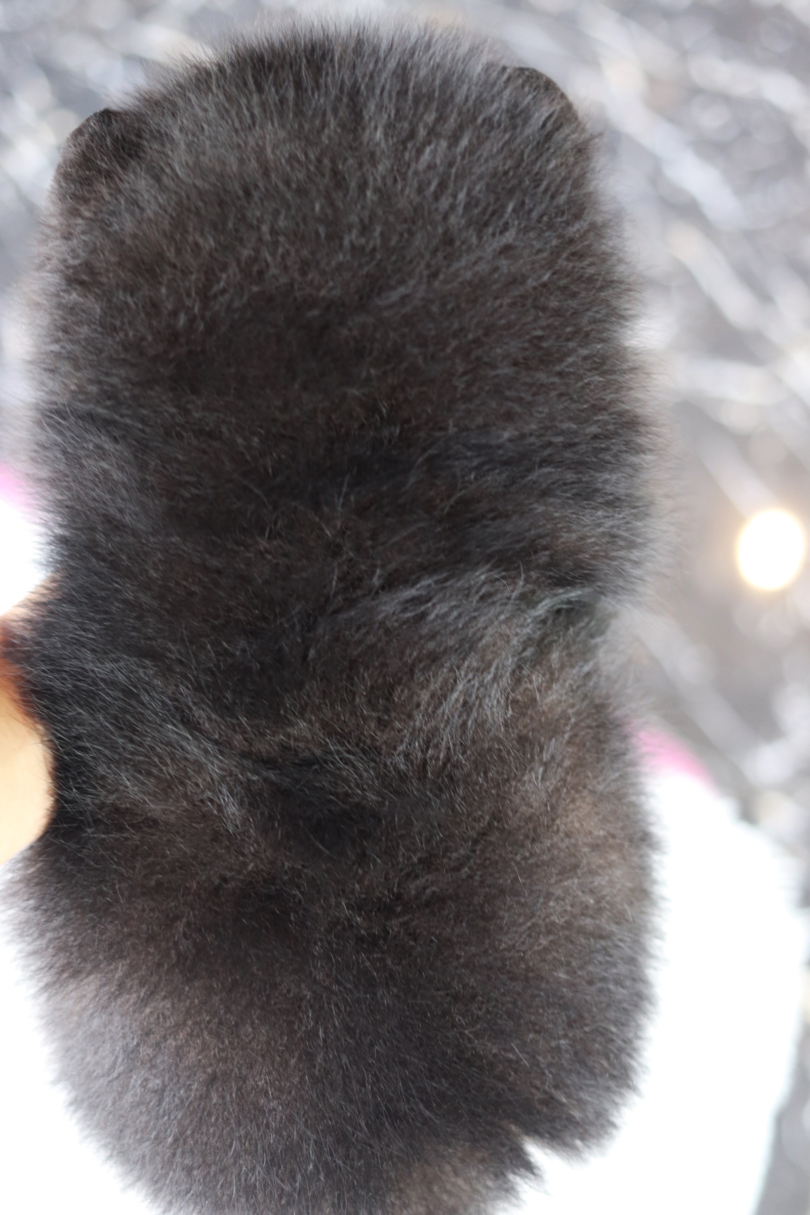 ปอมเมอเรเนียน เพศผู้ สีแบล็คแทน