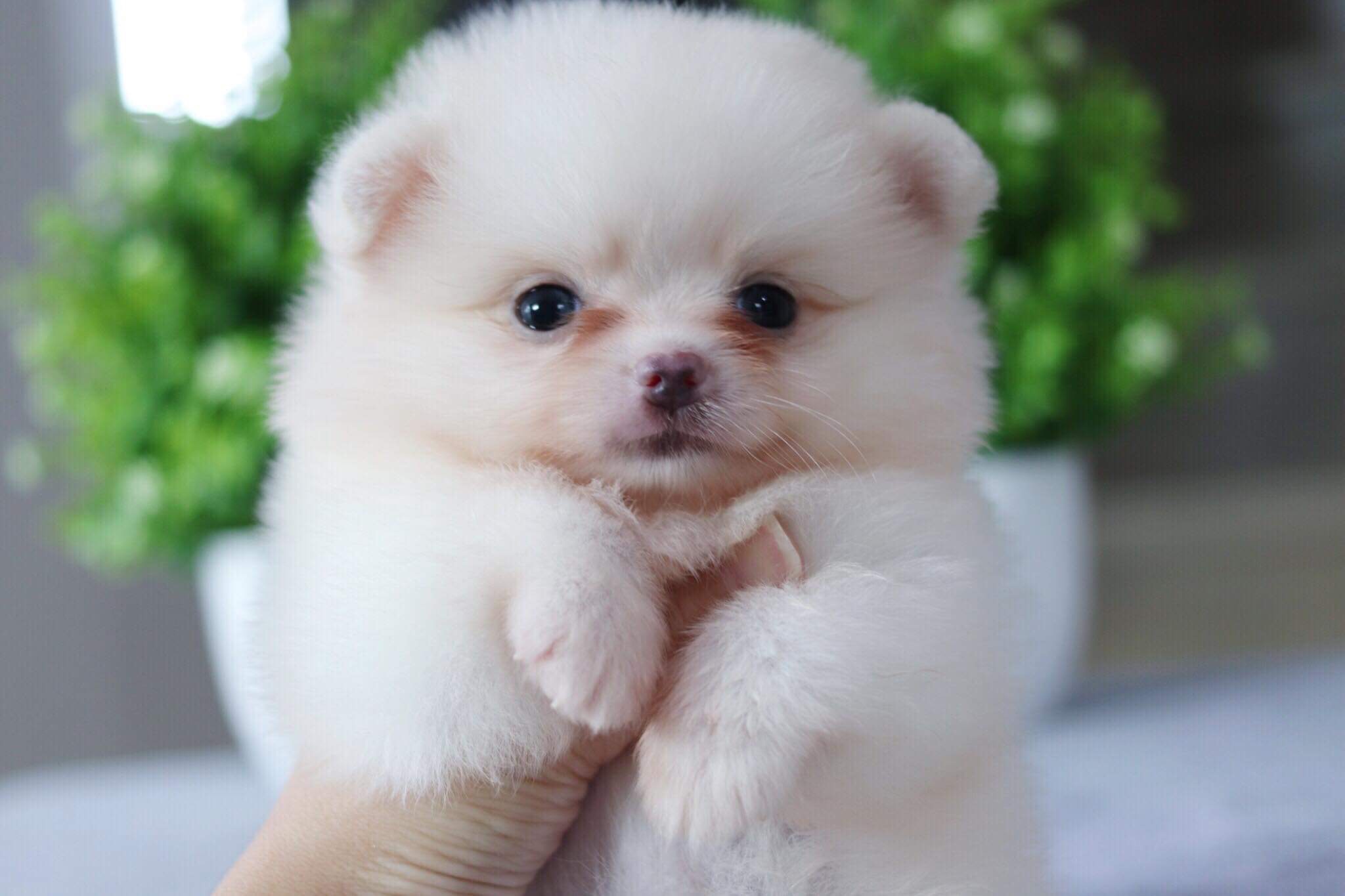 ปอมเมอเรเนียน เพศเมีย