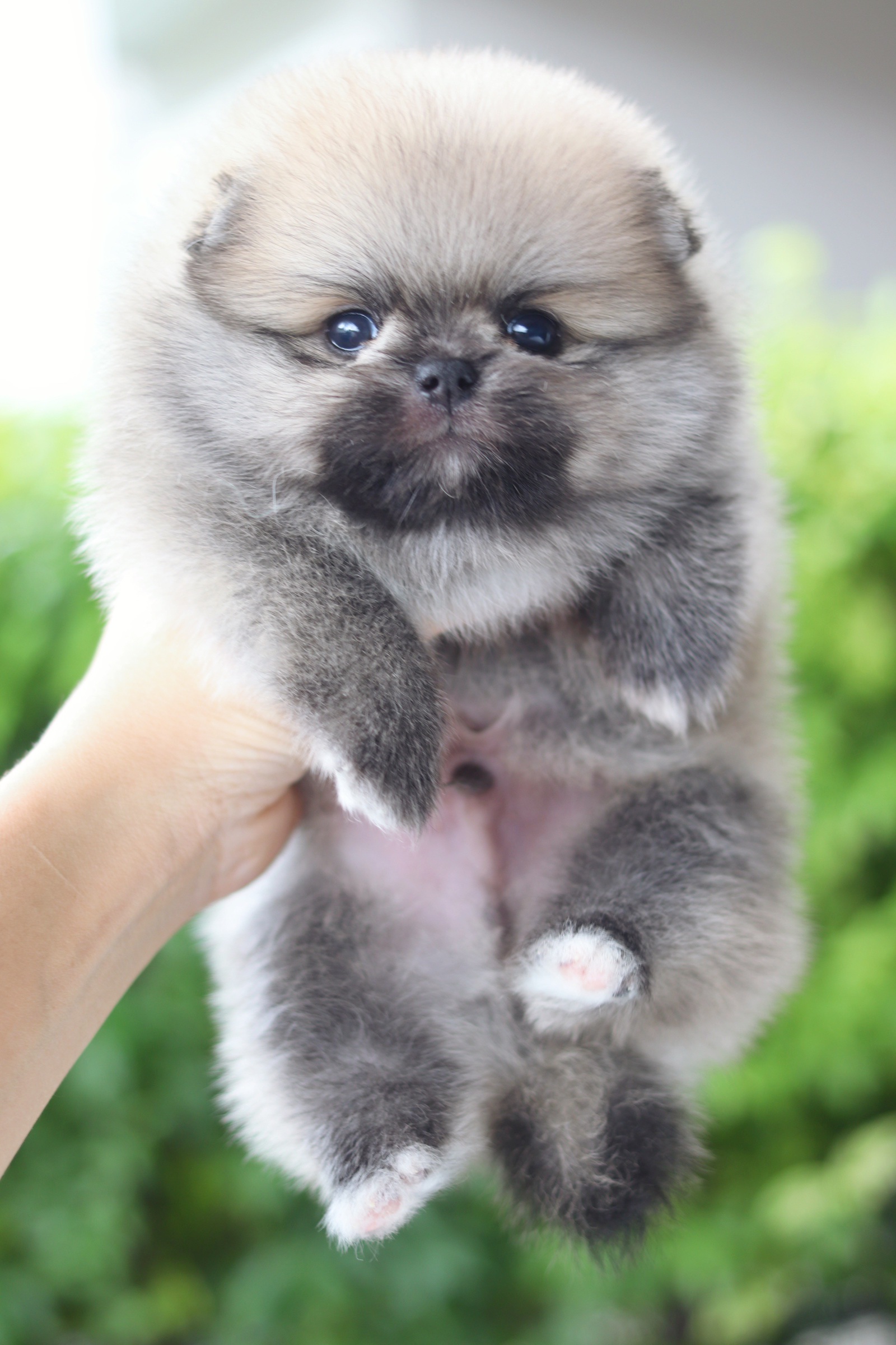 ปอมเมอเรเนียน เพศผู้สีส้ม