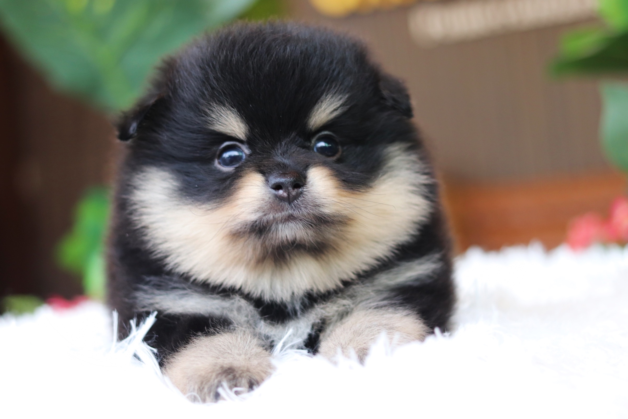 ปอมเมอเรเนียน เพศผู้แบล็คแทน เกรดโชว์