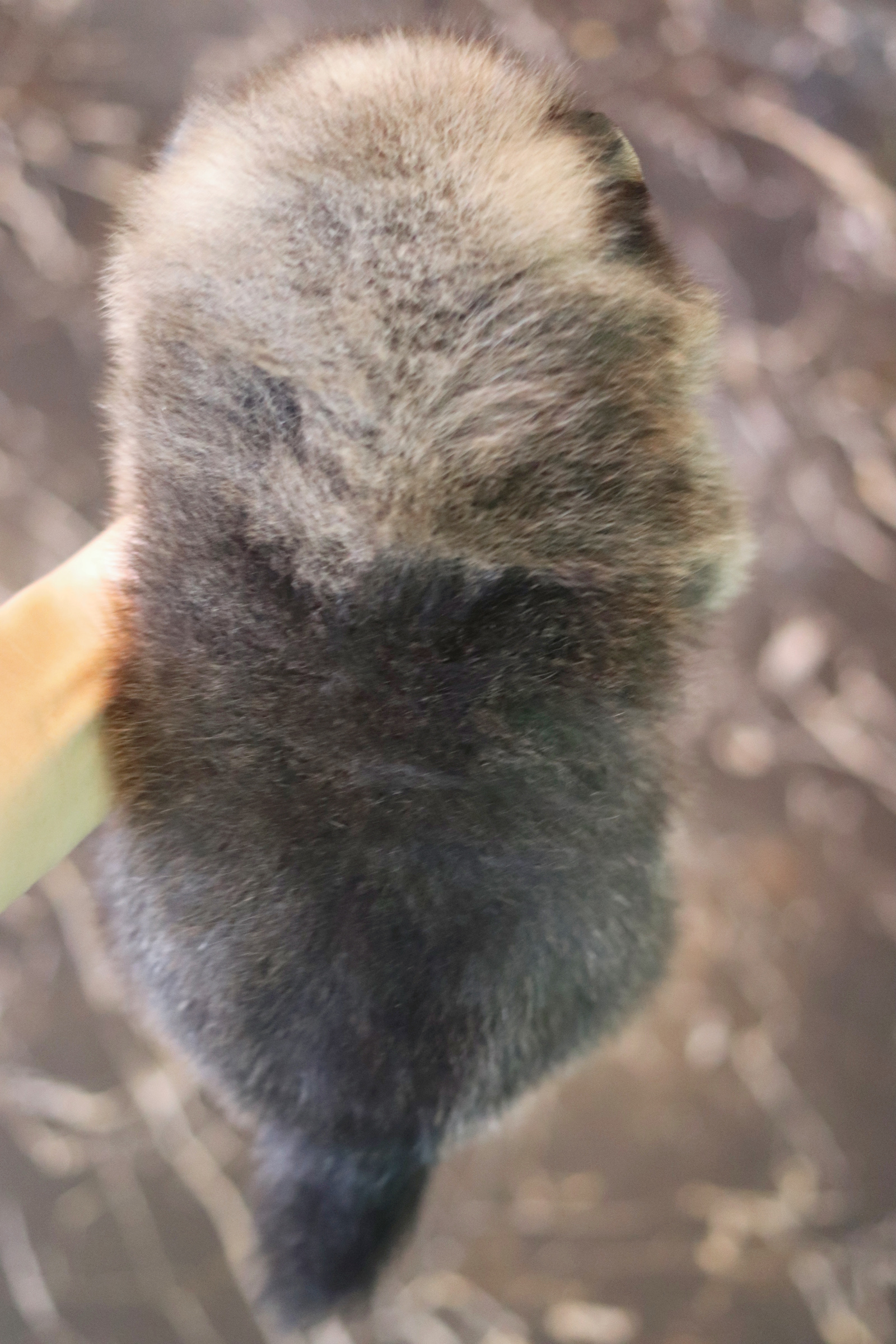 ปอมเมอเรเนียน เพศผู้ สีส้ม