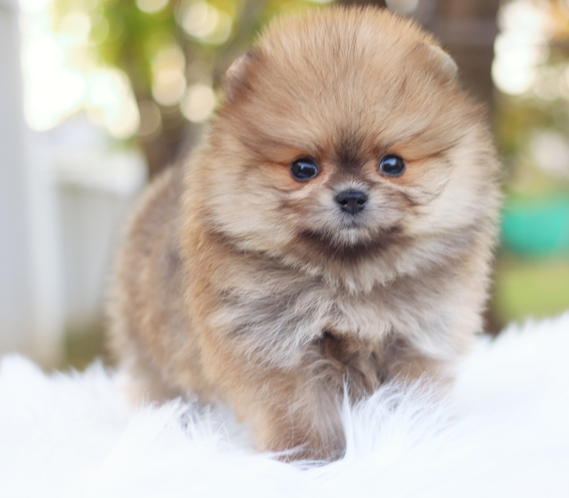 ปอมเมอเรเนียน เพศผู้ สีส้ม