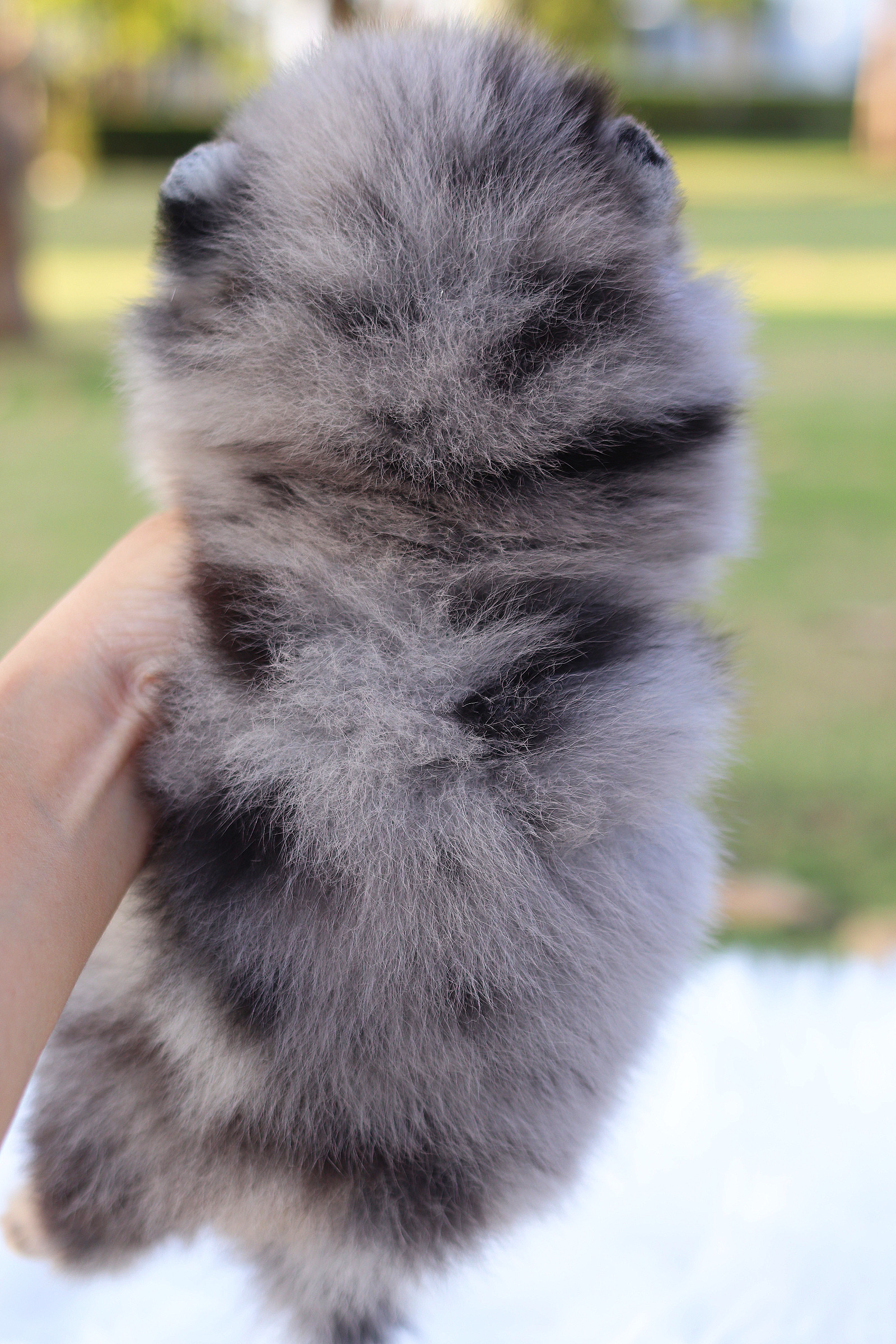 ปอมเมอเรเนียน เพศเมียสีเมอร์เร่