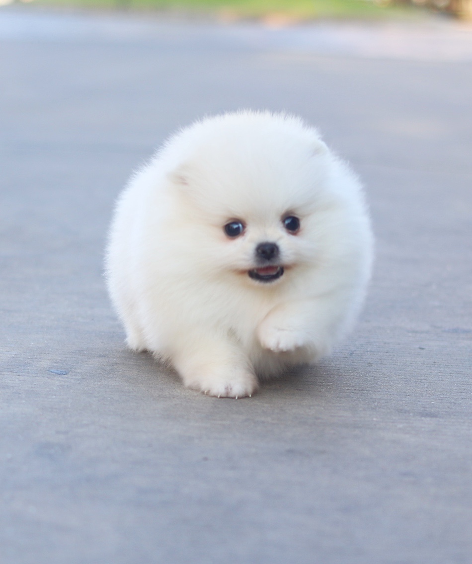 ปอมเมอเรเนียน เพศเมียสีขาวครีมเกรดโชว์