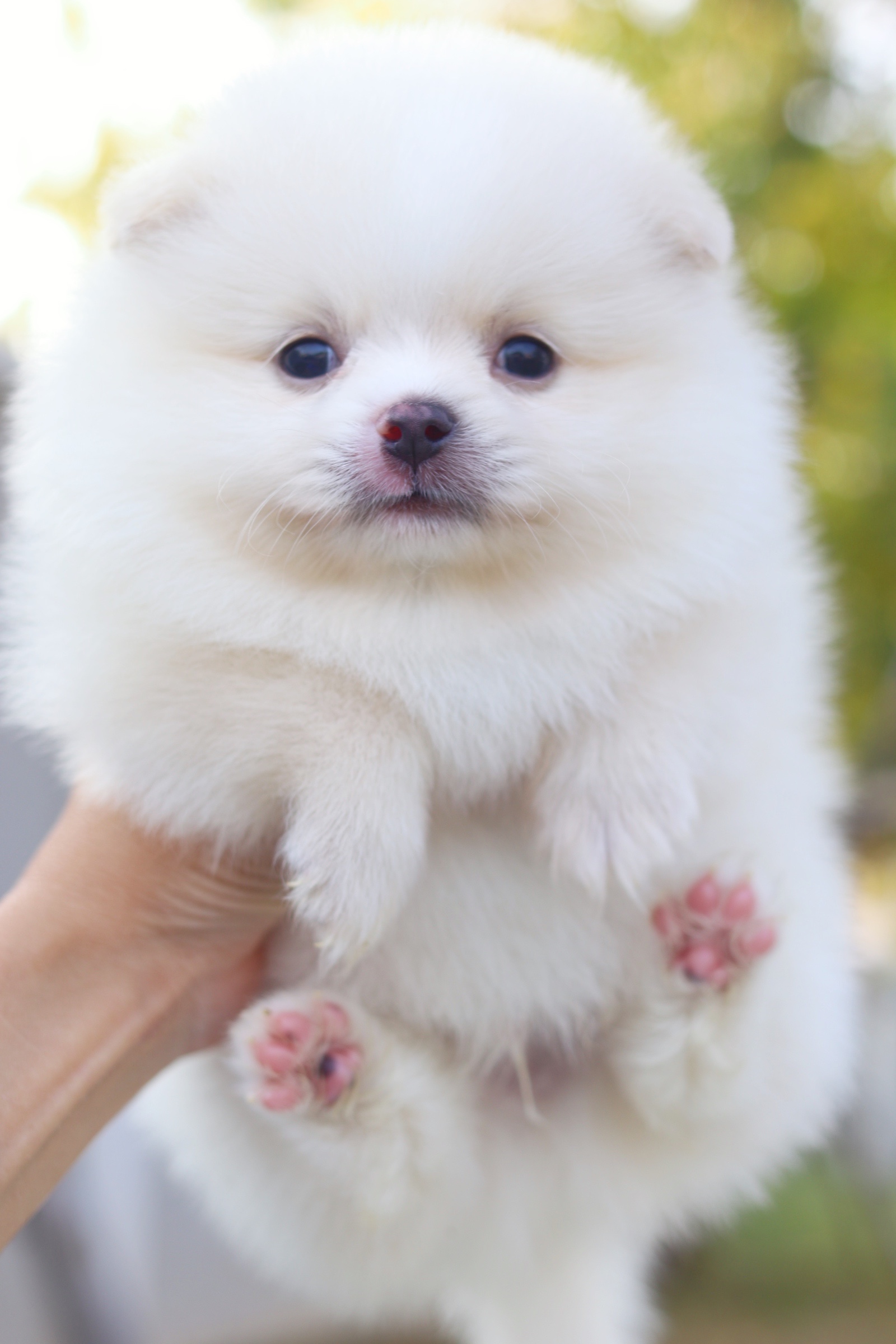 ปอมเมอเรเนียน เพศผู้ สีขาวครีม