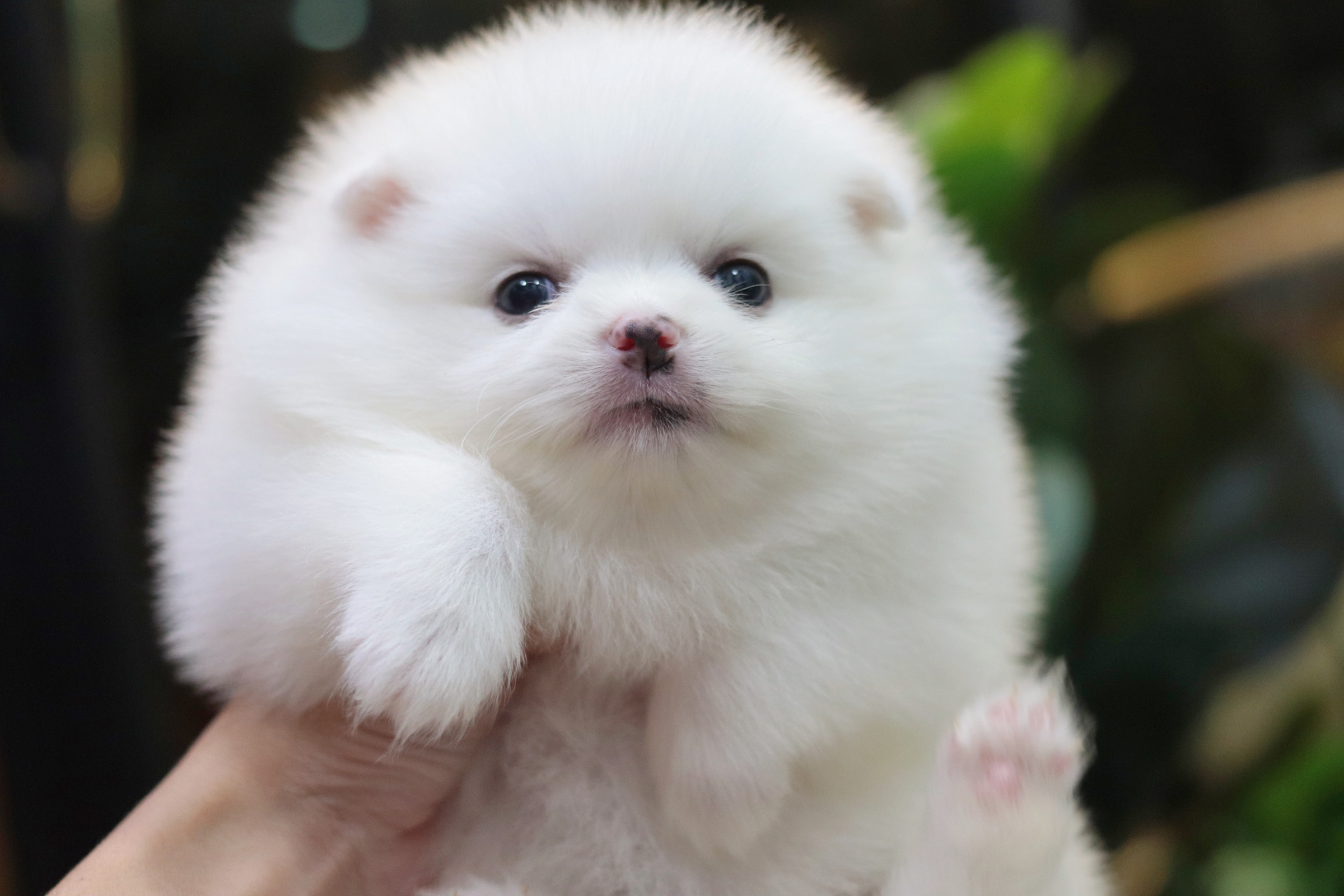 ปอมเมอเรเนียน เพศเมียสีขาว