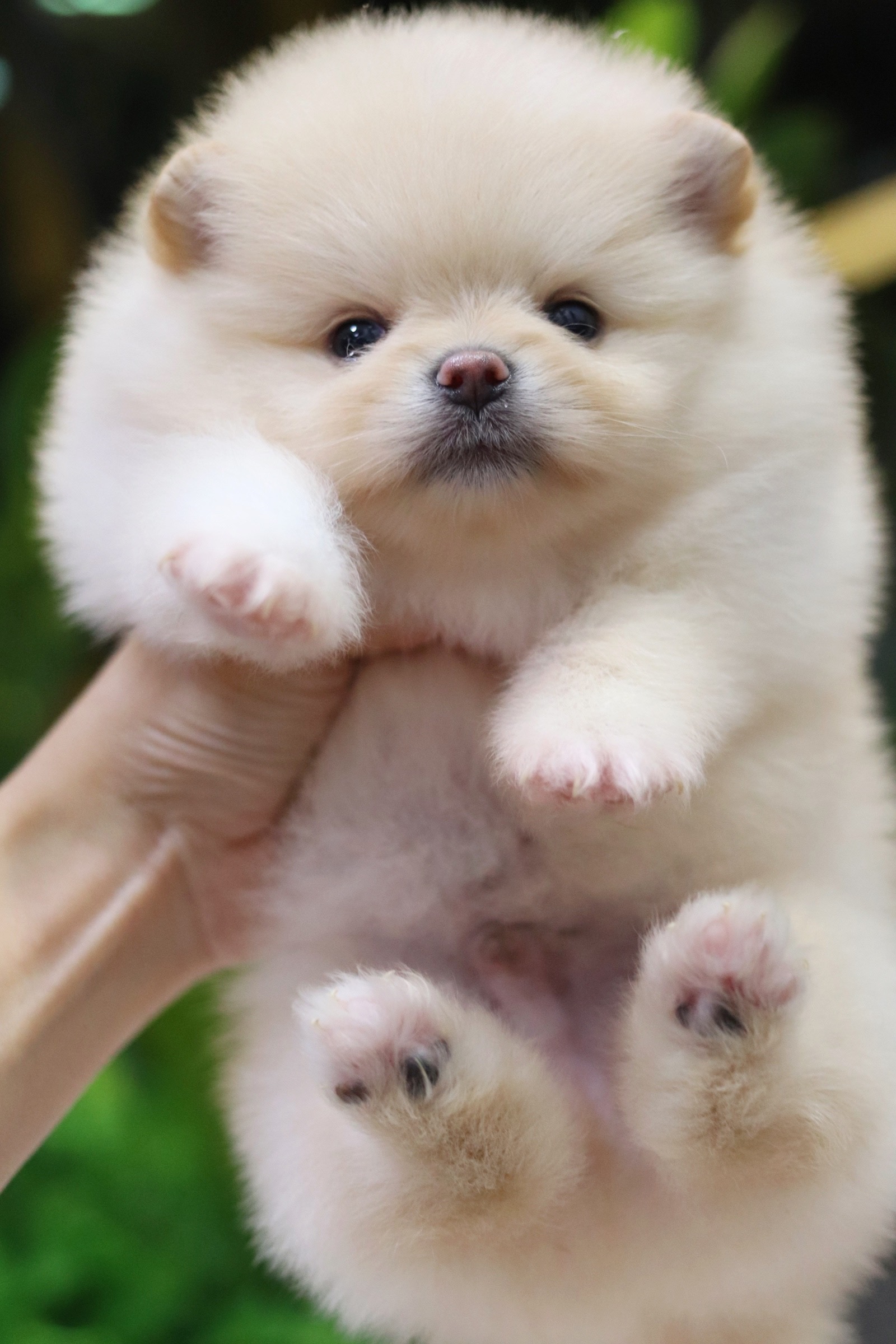 ปอมเมอเรเนียน เพศผู้