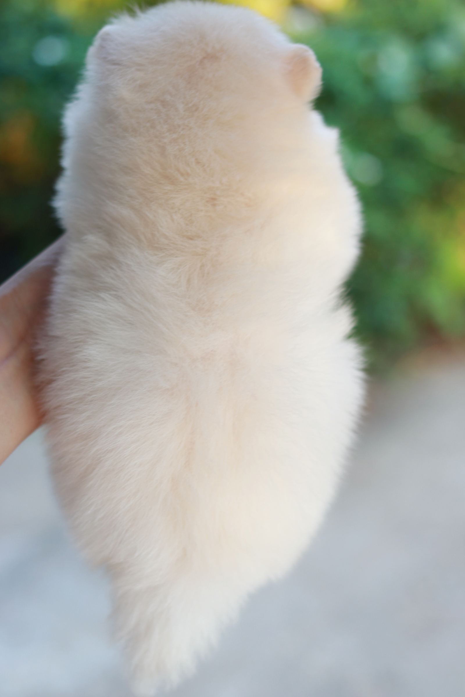 ปอมเมอเรเนียน เพศผู้ขาวครีม