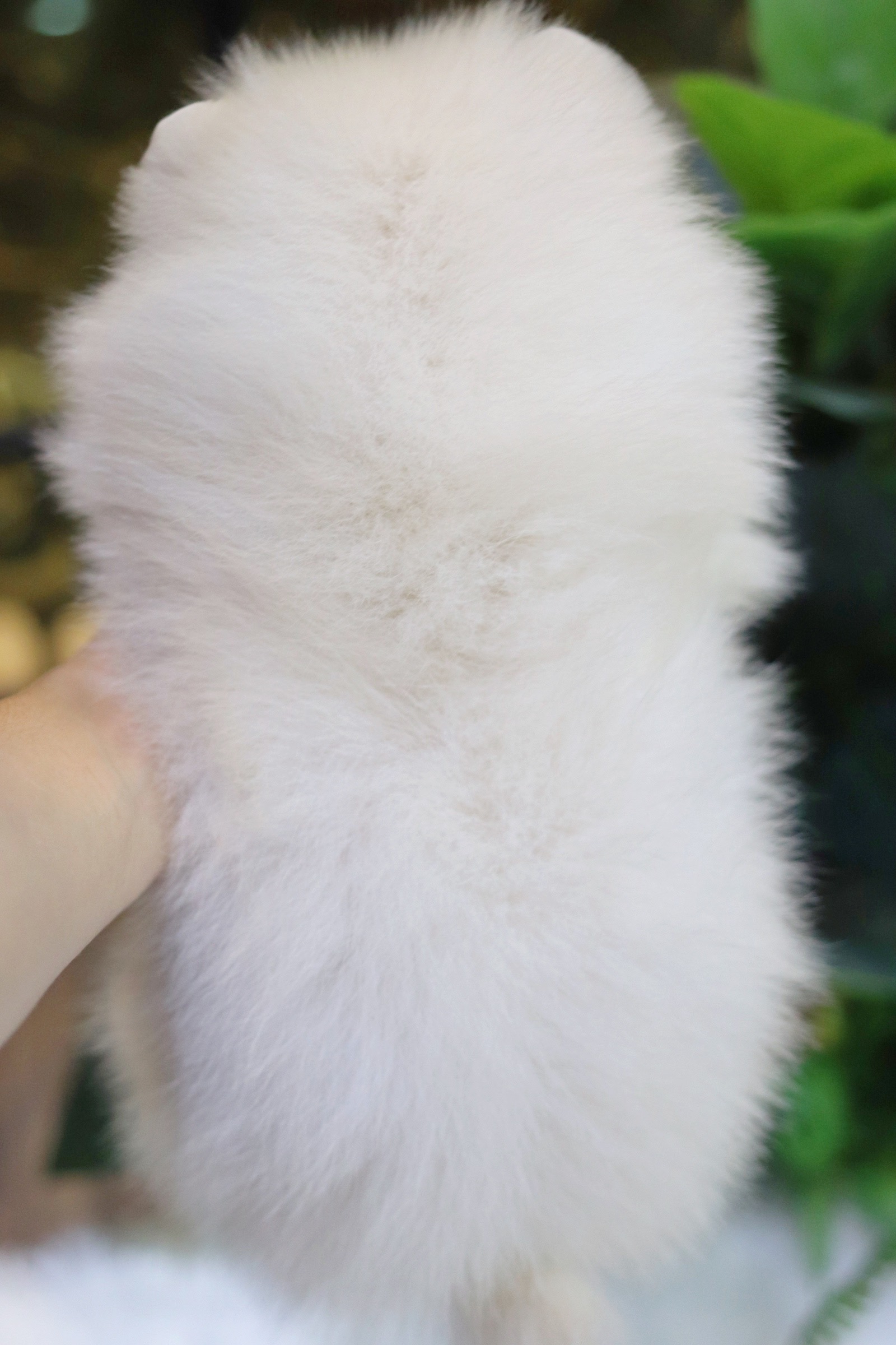 ปอมเมอเรเนียน เพศผู้ สีขาวครีม