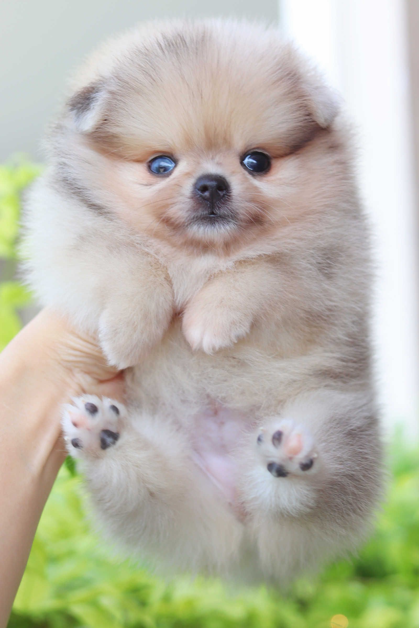 ปอมเมอเรเนียน เพศเมียสีส้ม