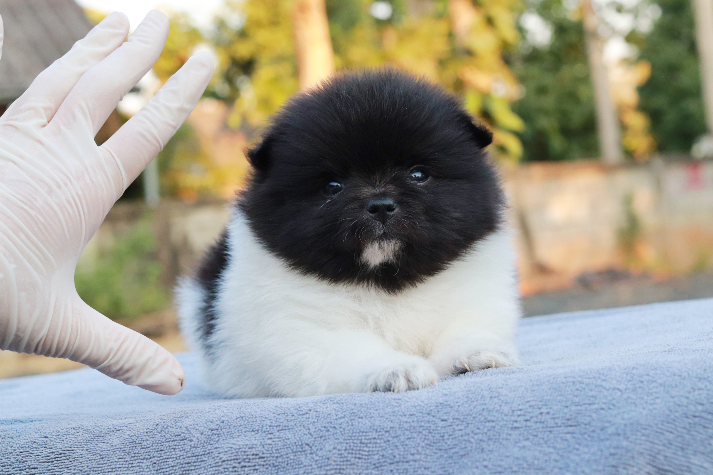 ปอมเมอเรเนียน เพศผู้