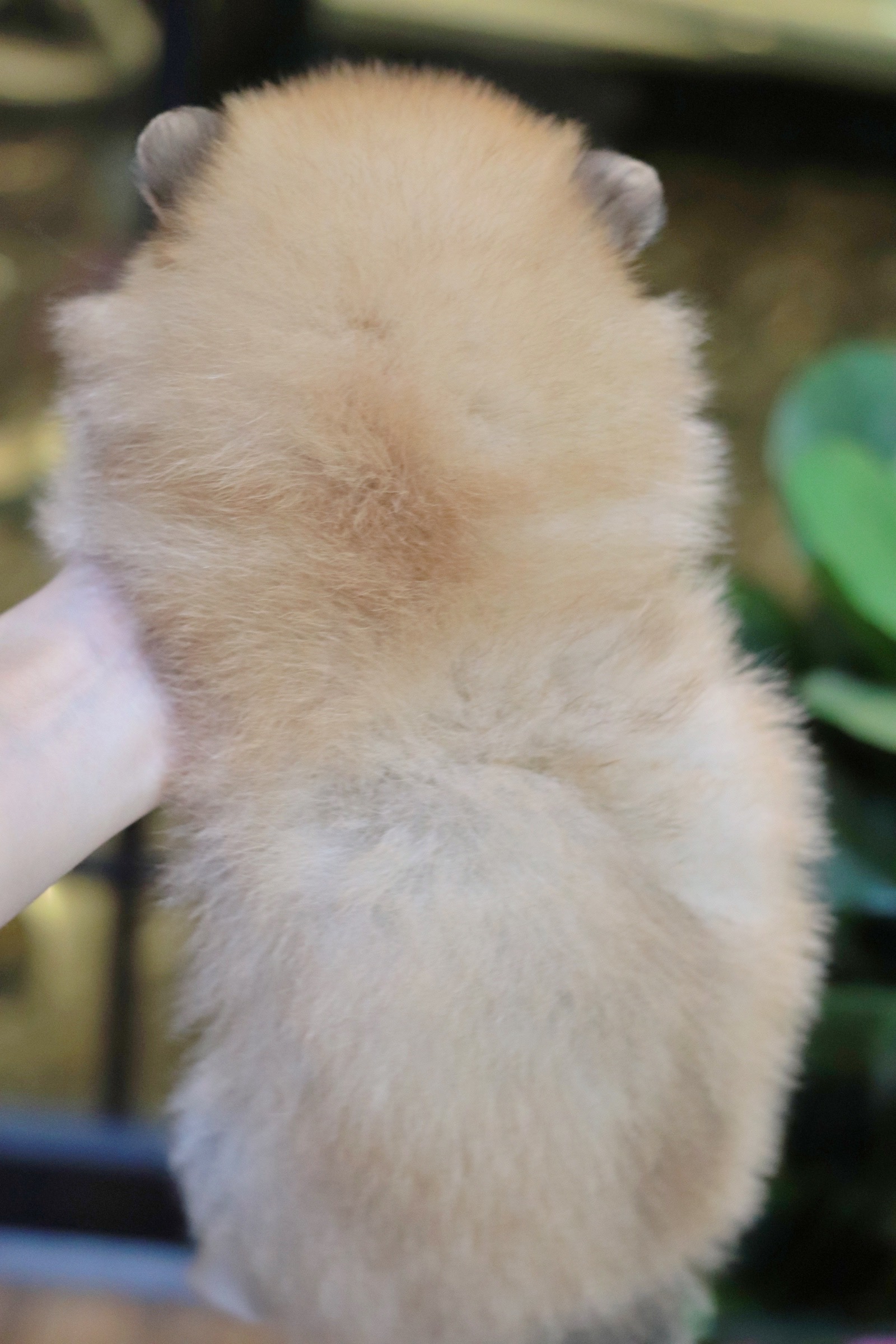 ปอมเมอเรเนียน เพศผู้สีส้ม