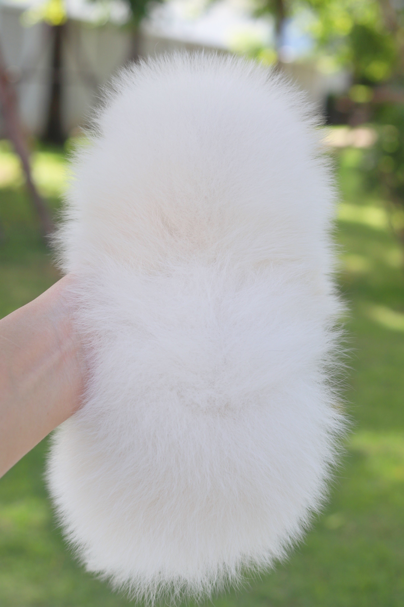 ปอมเมอเรเนียน เพศผู้สีขาวครีม