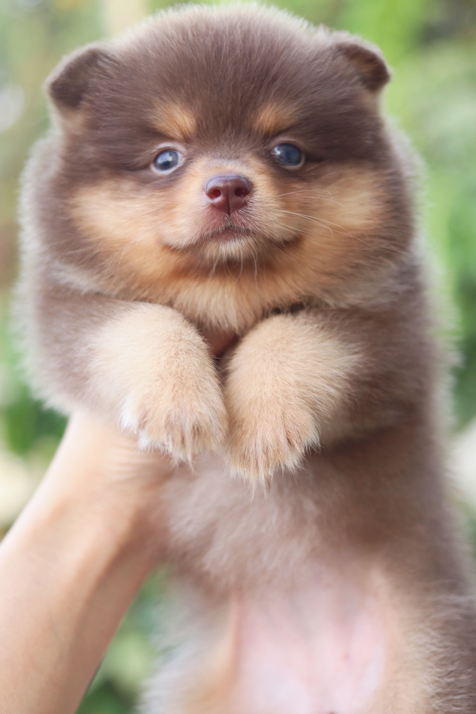 ปอมเมอเรเนียน เพศเมีย ช็อคแทน