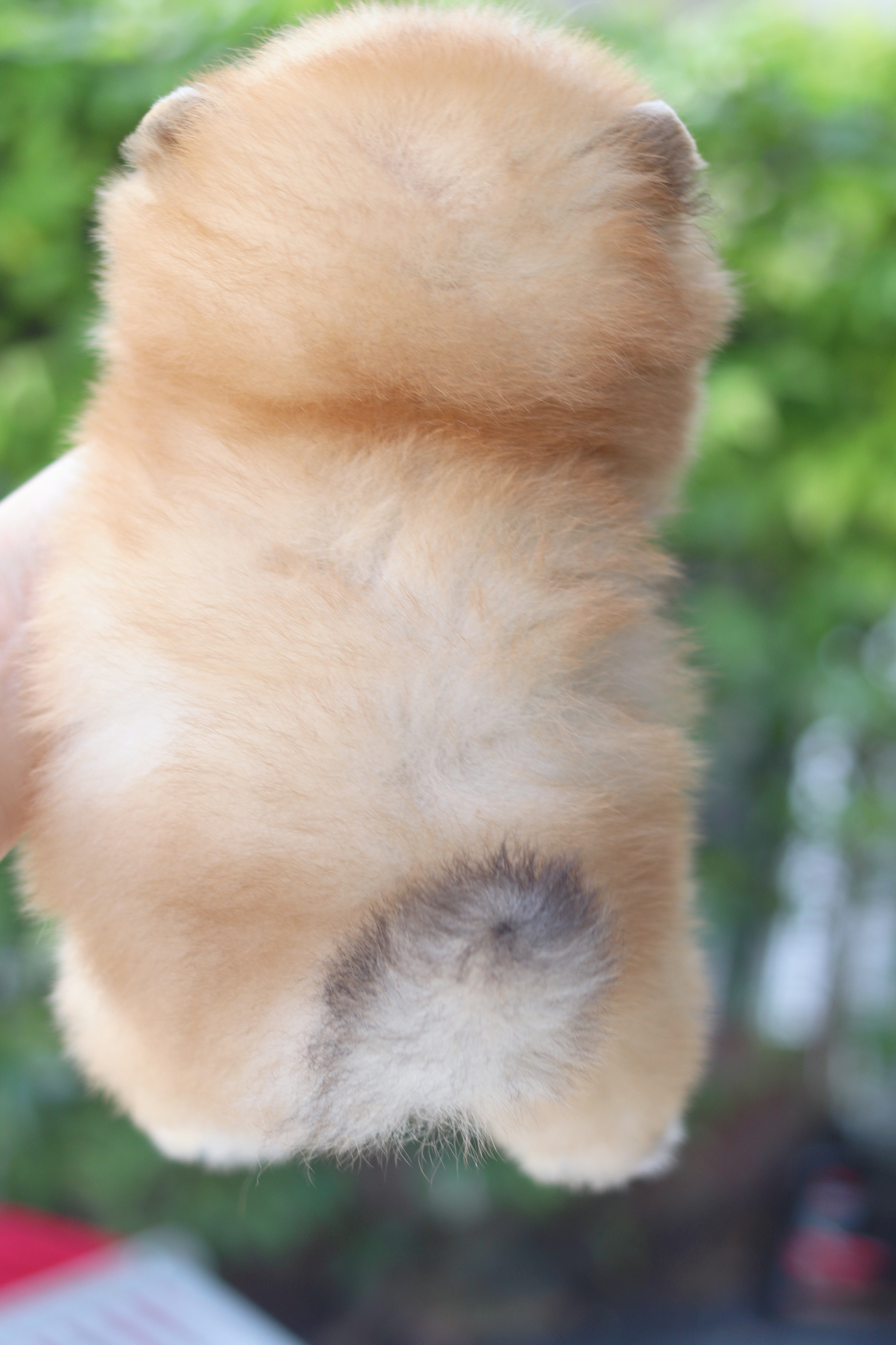 ปอมเมอเรเนียน เพศผู้ สีส้ม เกรดโชว์