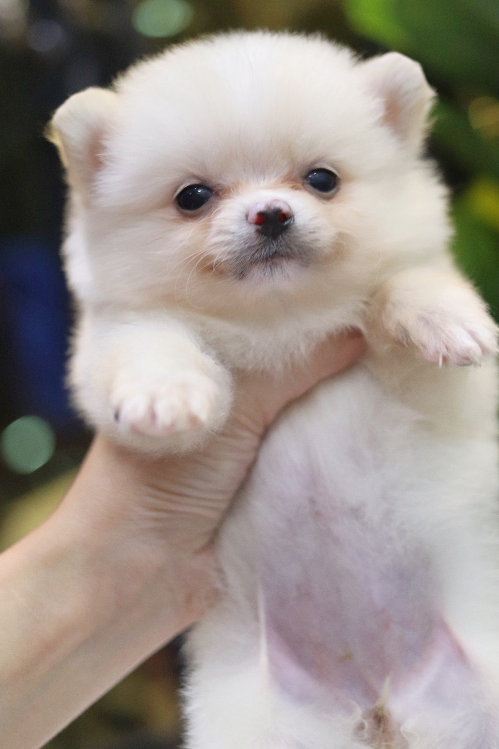 ปอมเมอเรเนียน เพศเมีย เกรดเลี้ยงเล่น