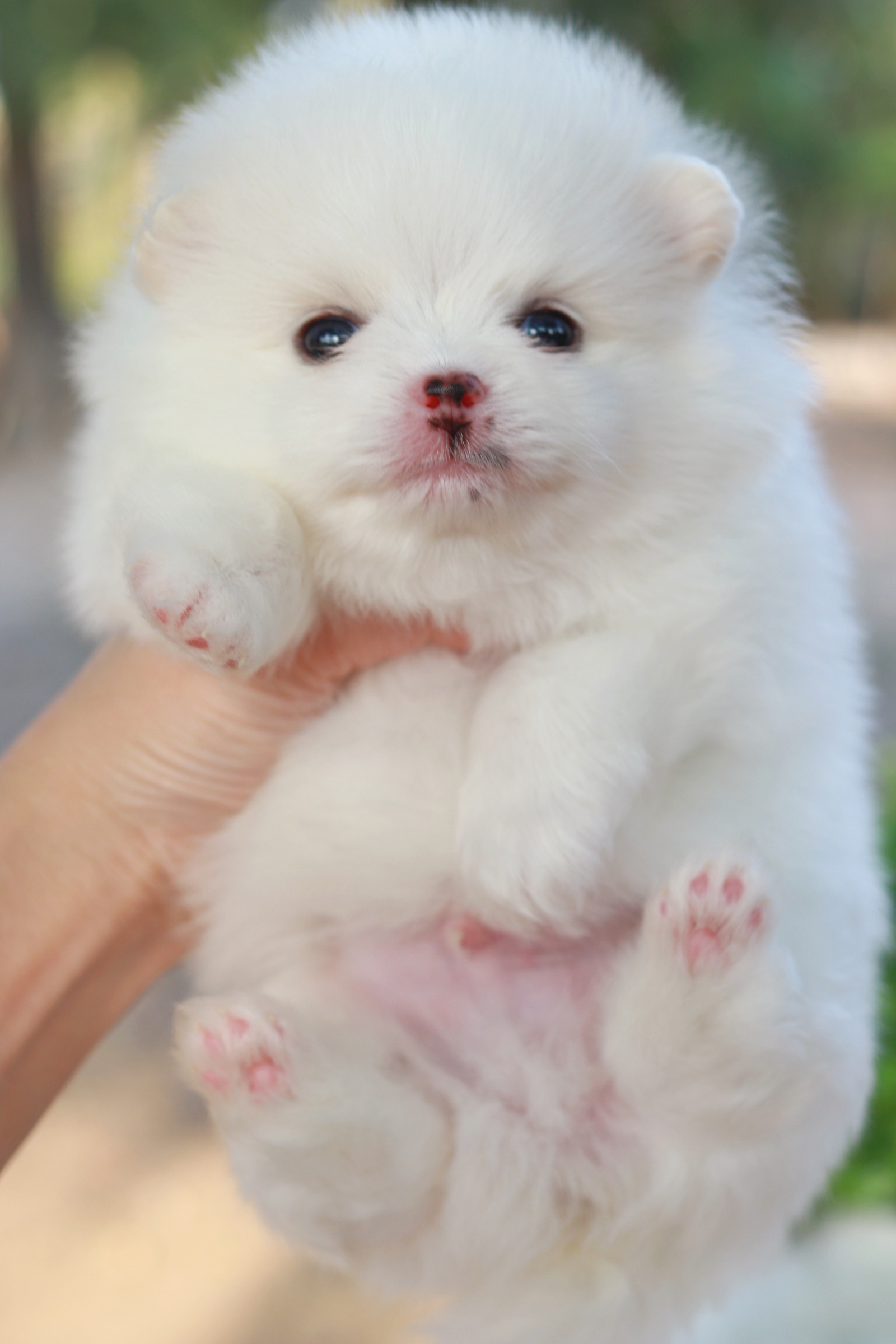 ปอมเมอเรเนียน เพศผู้ขาว