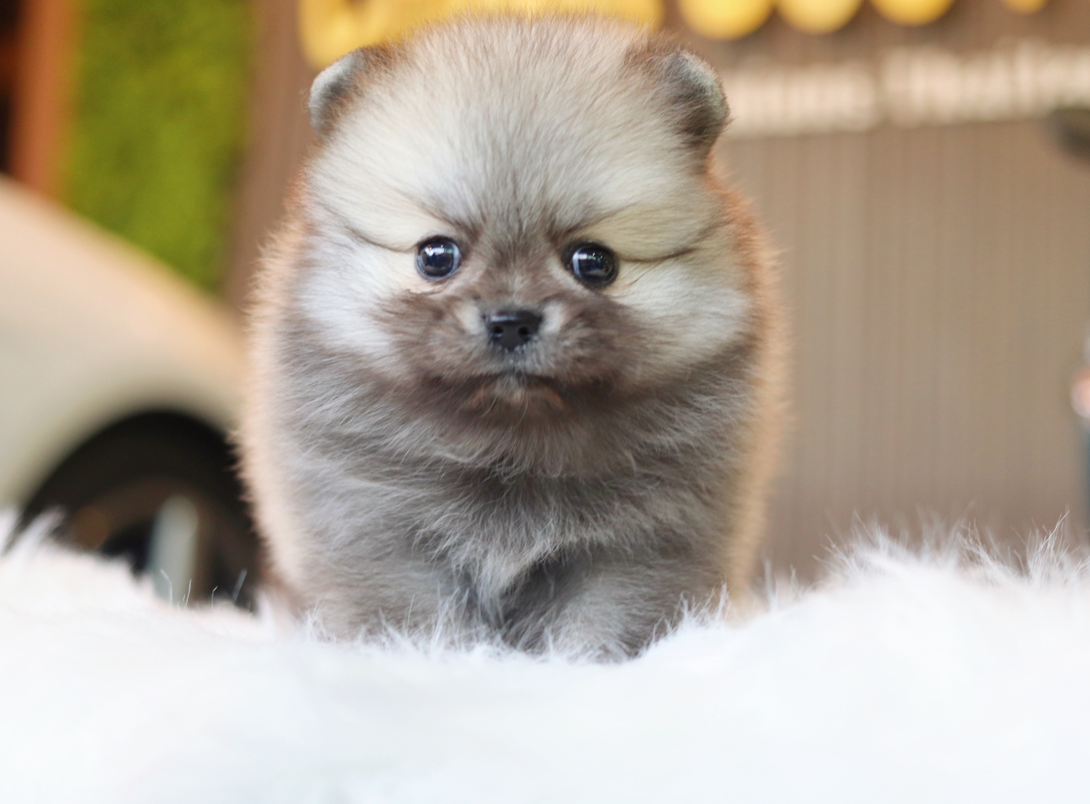 ปอมเมอเรเนียน เพศเมียสีส้ม