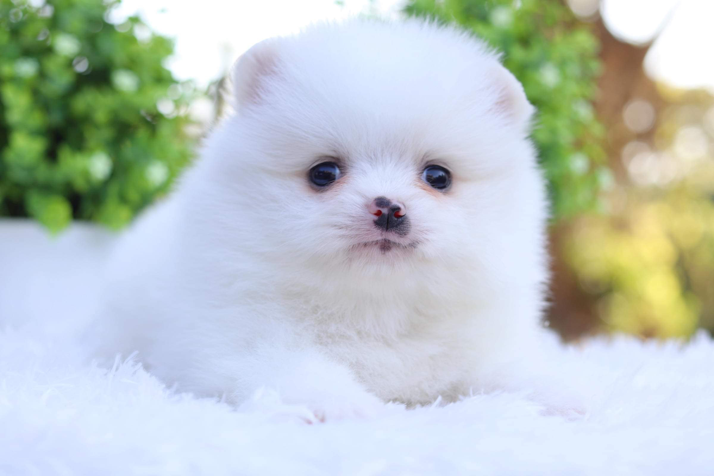 ปอมเมอเรเนียน เพศผู้