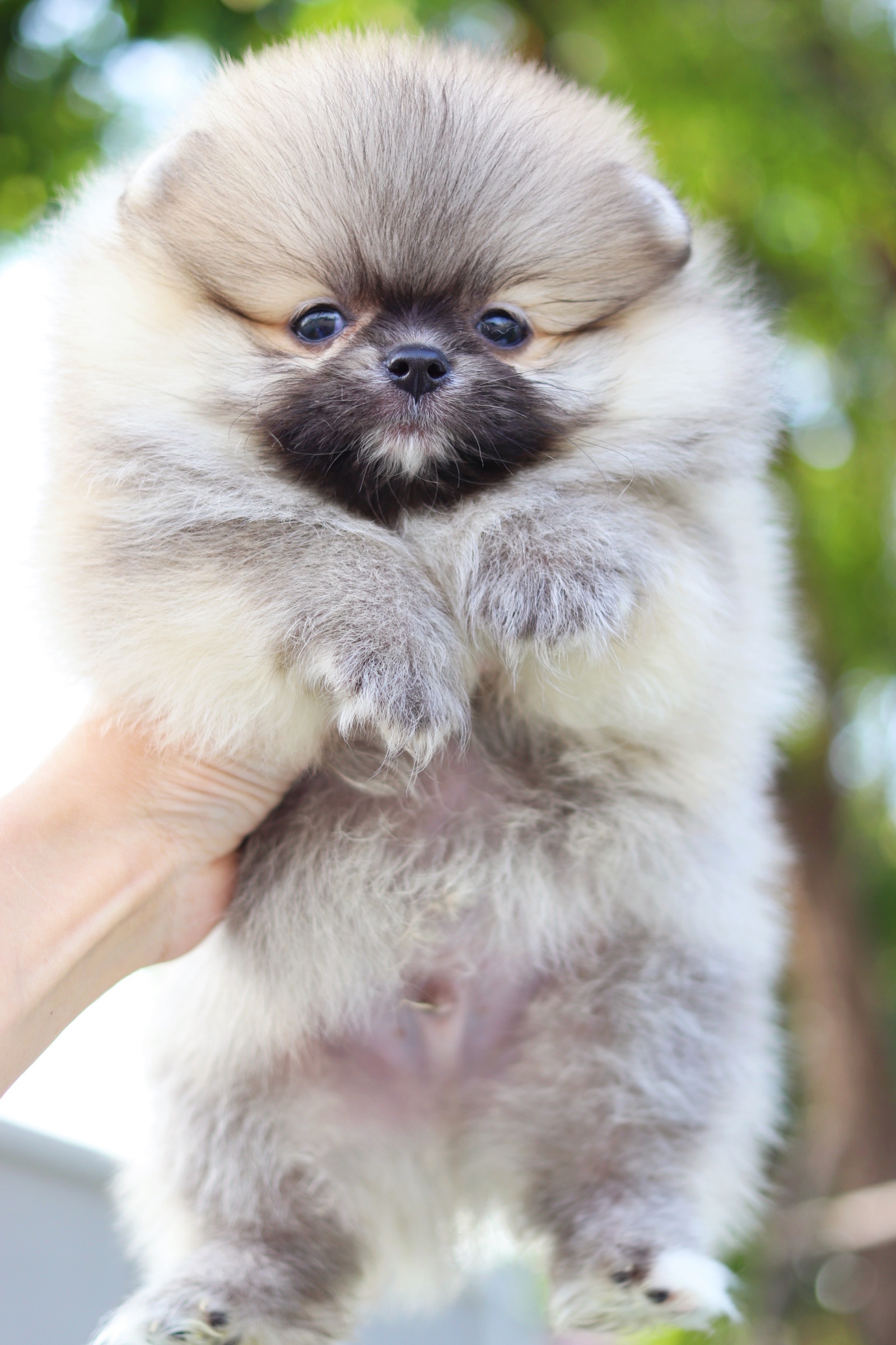 ปอมเมอเรเนียน เพศผู้ สีส้ม