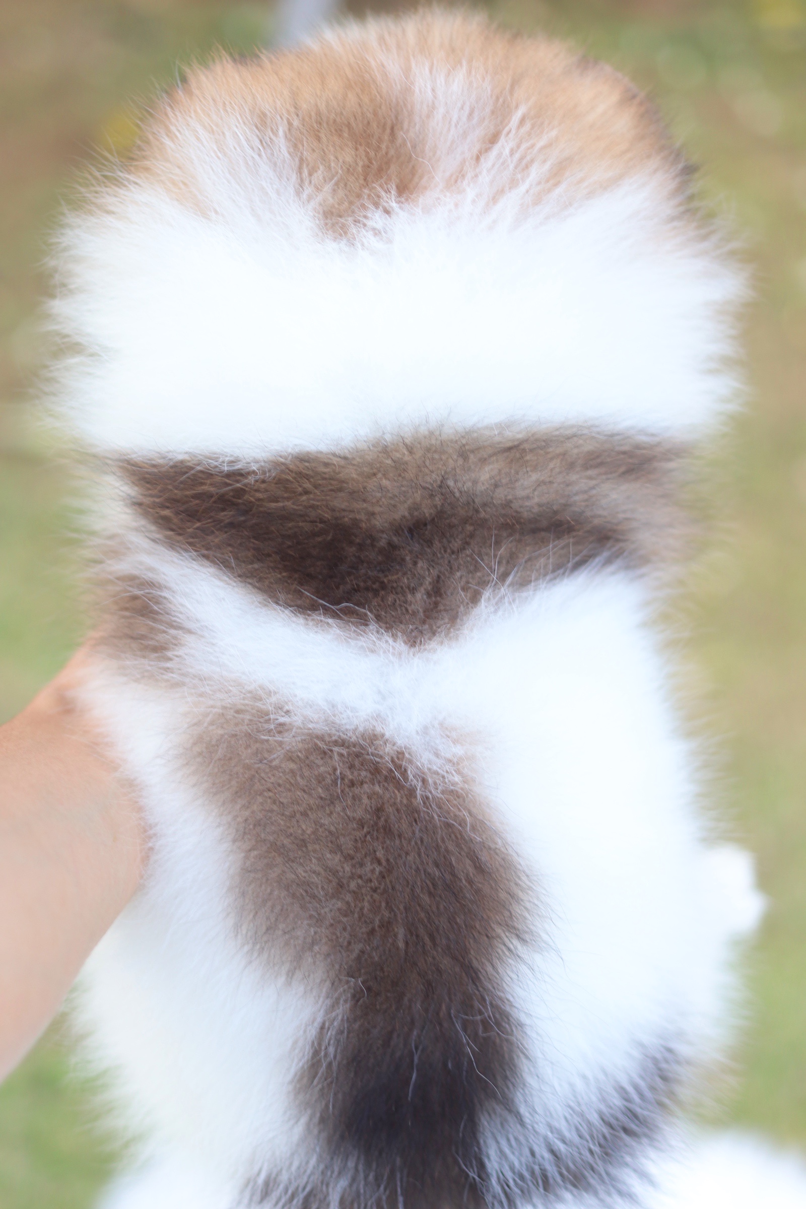 ปอมเมอเรเนียน เพศผู้ แฟนซีไซส์เล็ก