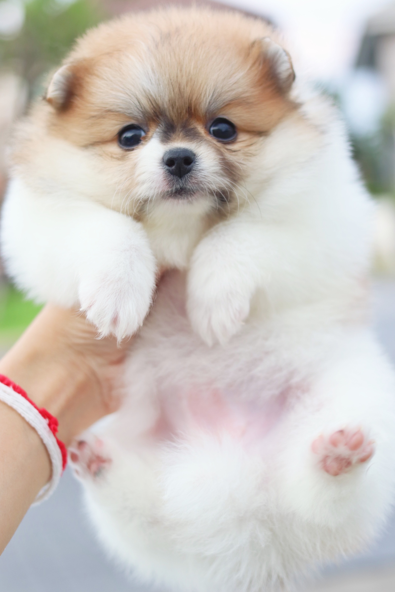 ปอมเมอเรเนียน เพศเมียสีแฟนซี