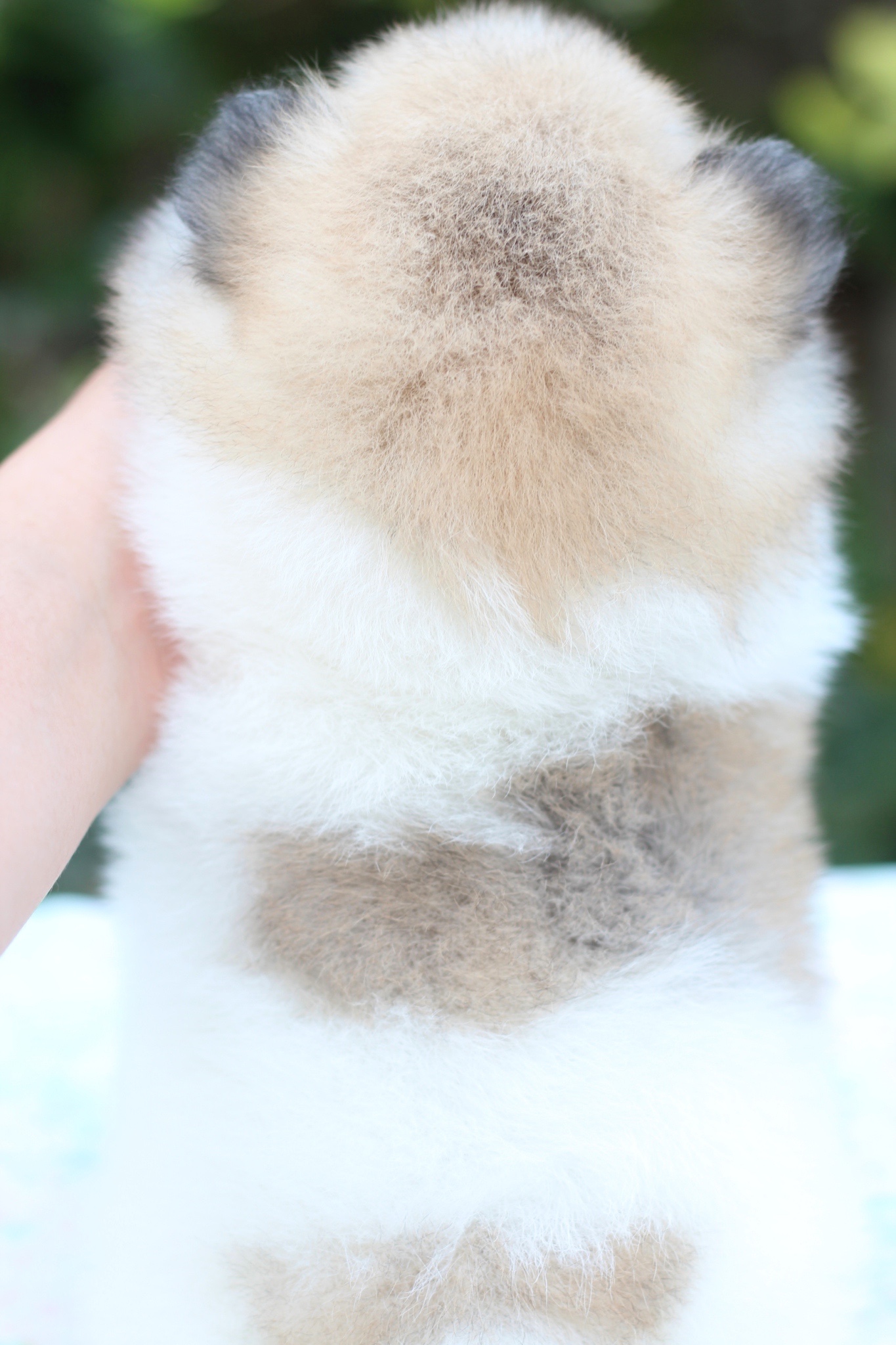 ปอมเมอเรเนียน เพศเมีย สีแฟนซี