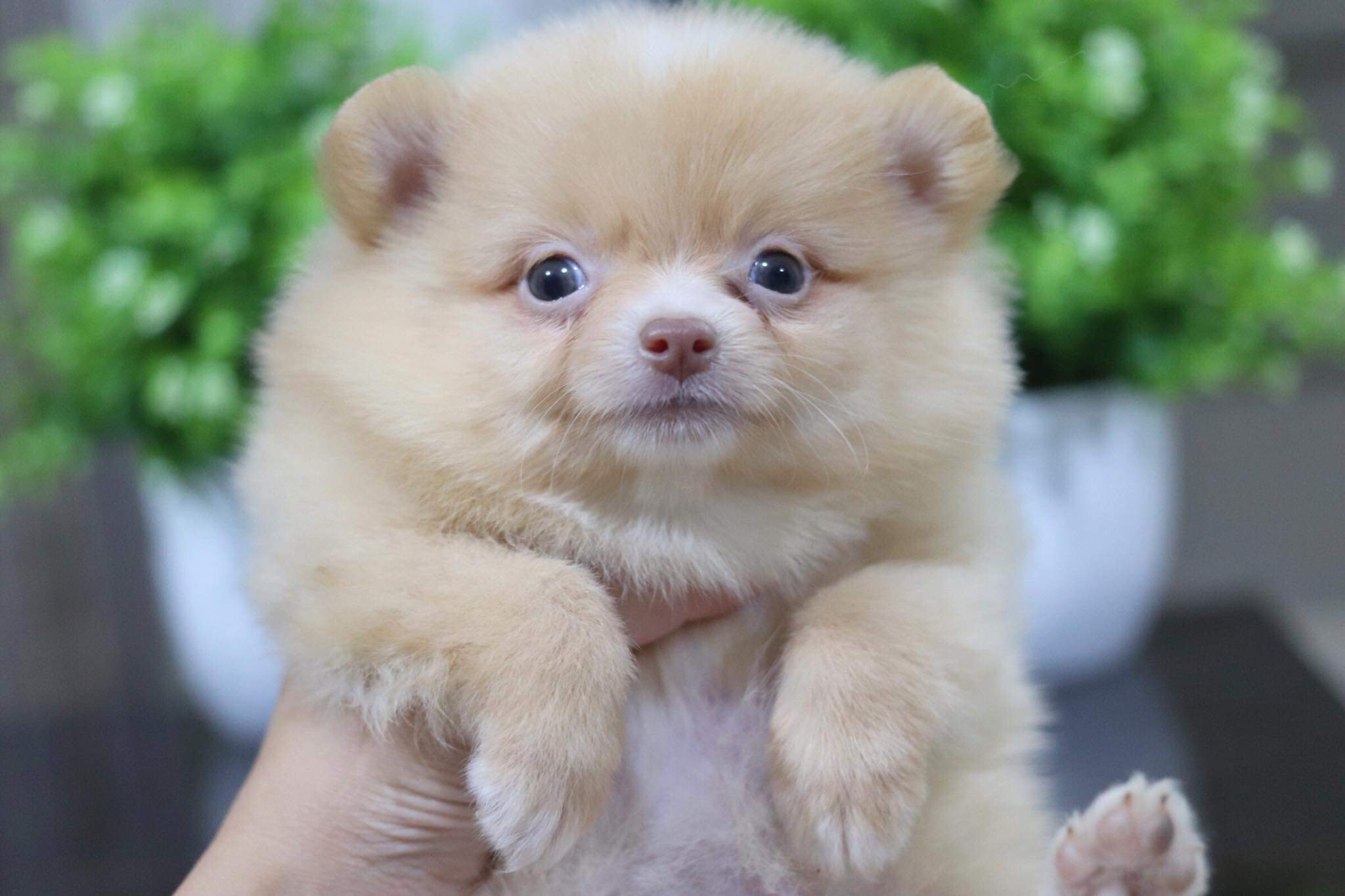 ปอมเมอเรเนียน เพศเมีย