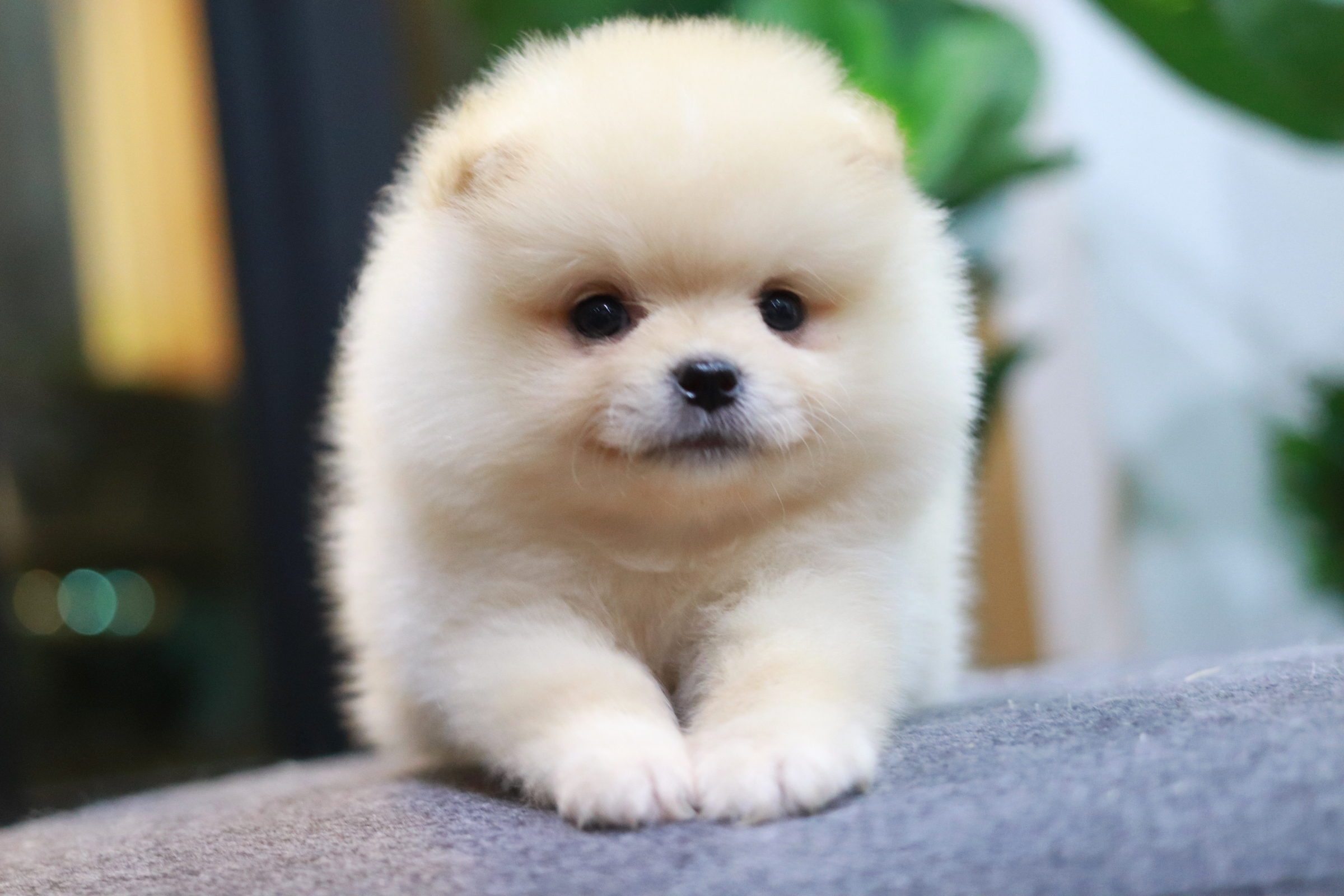 ปอมเมอเรเนียน เพศผู้ สีครีม