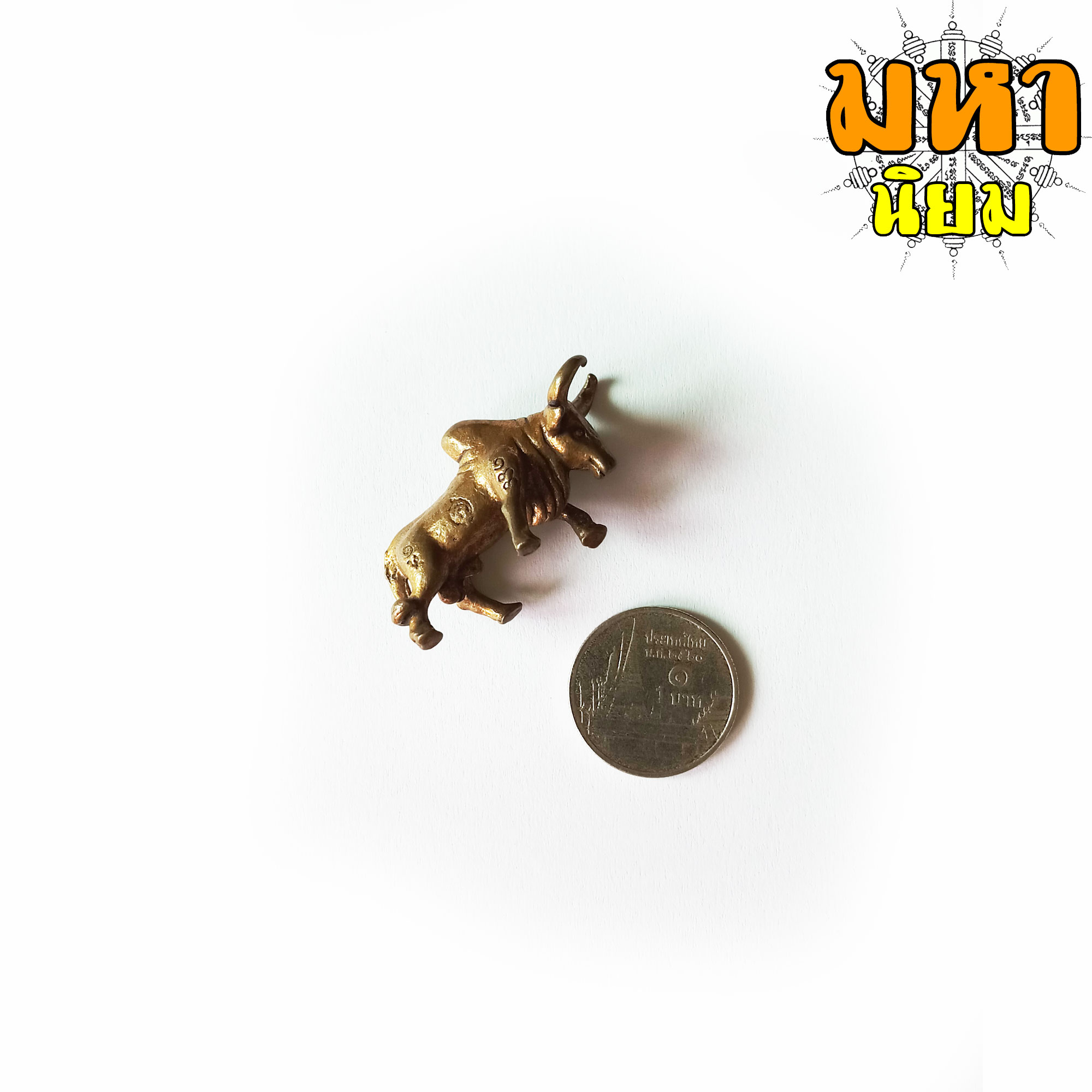 วัวธนู ครูบาดวงดี ยติโก วัดบ้านฟ่อน จ.เชียงใหม่