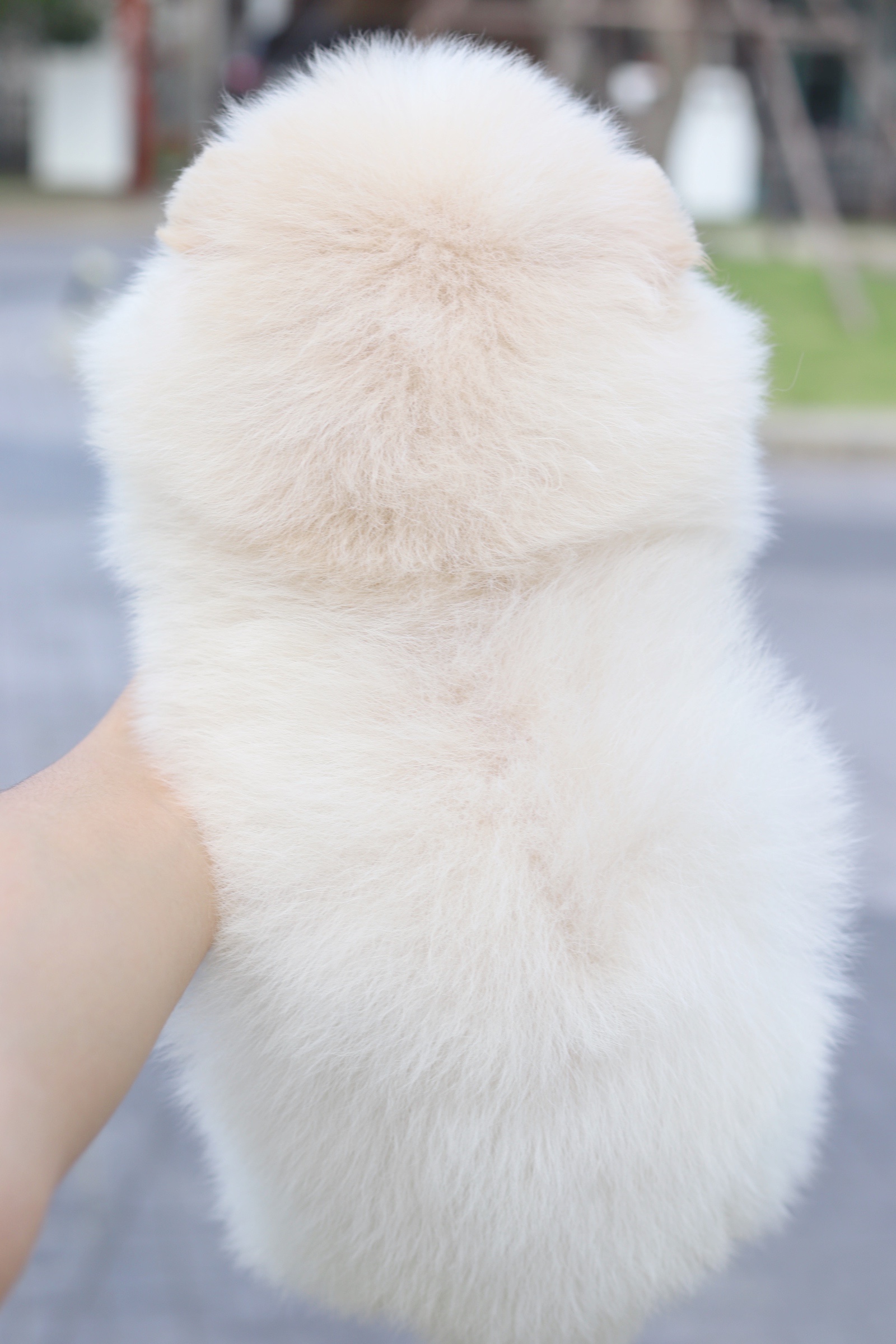 ปอมเมอเรเนียน เพศเมียสีขาวครีม