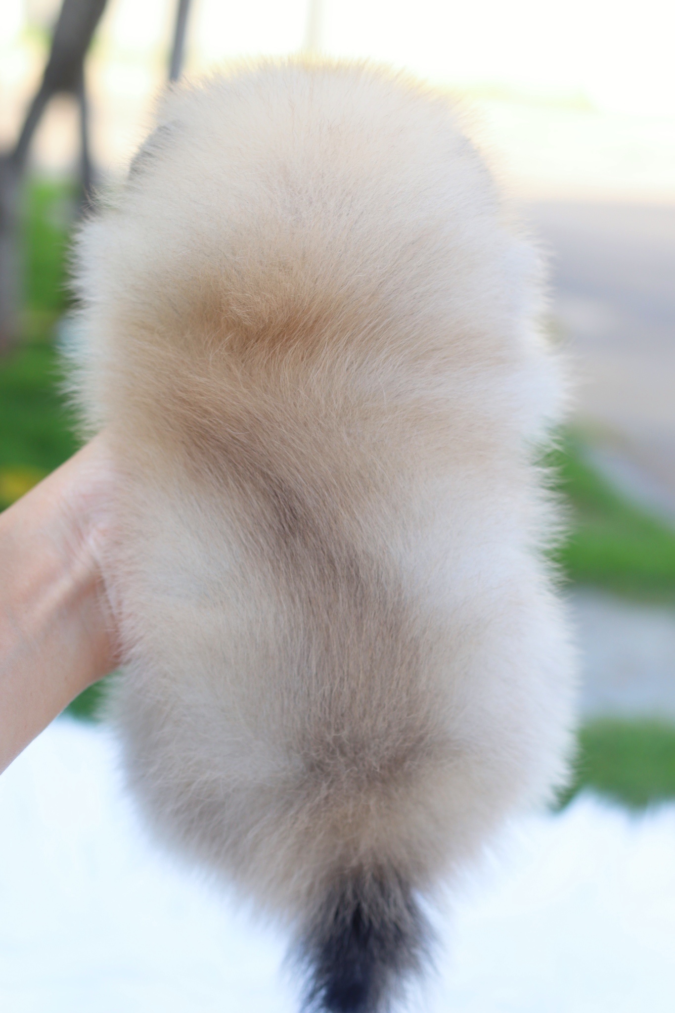 ปอมเมอเรเนียน เพศผู้สีส้ม