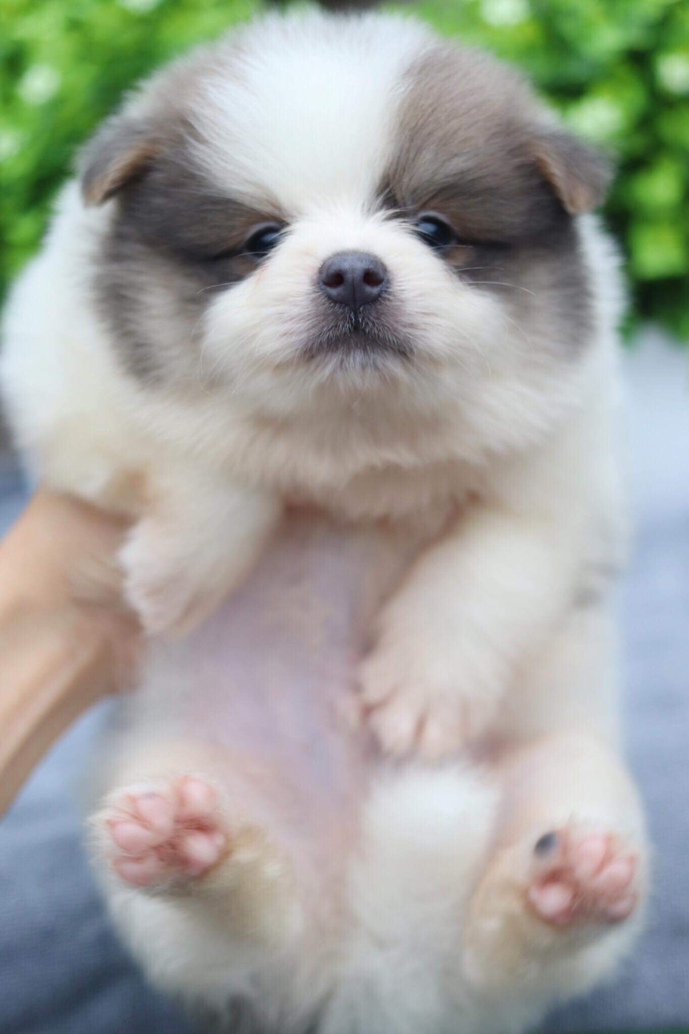 ปอมเมอเรเนียน เพศผู้