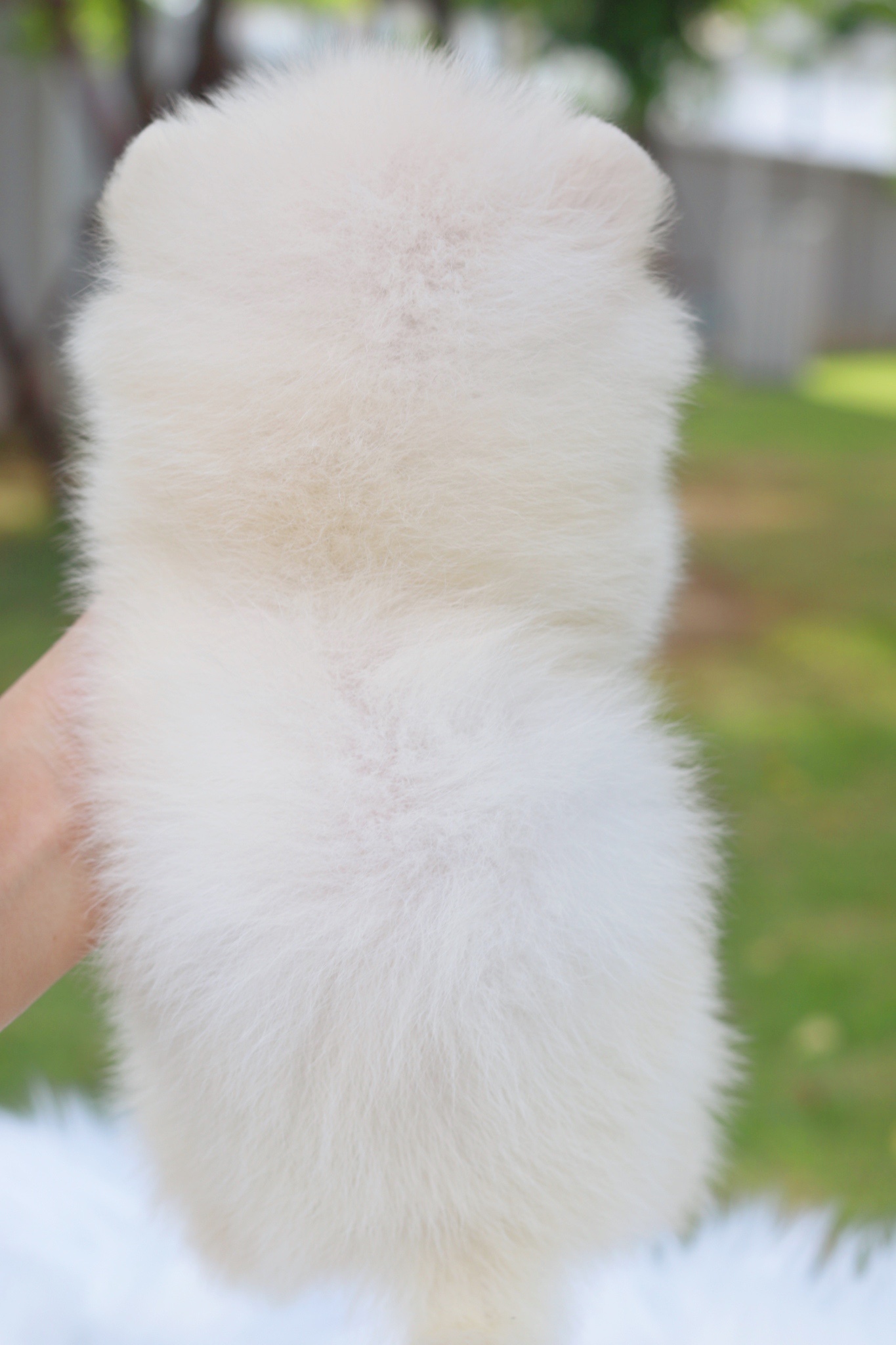 ปอมเมอเรเนียน เพศผู้ สีขาวครีม