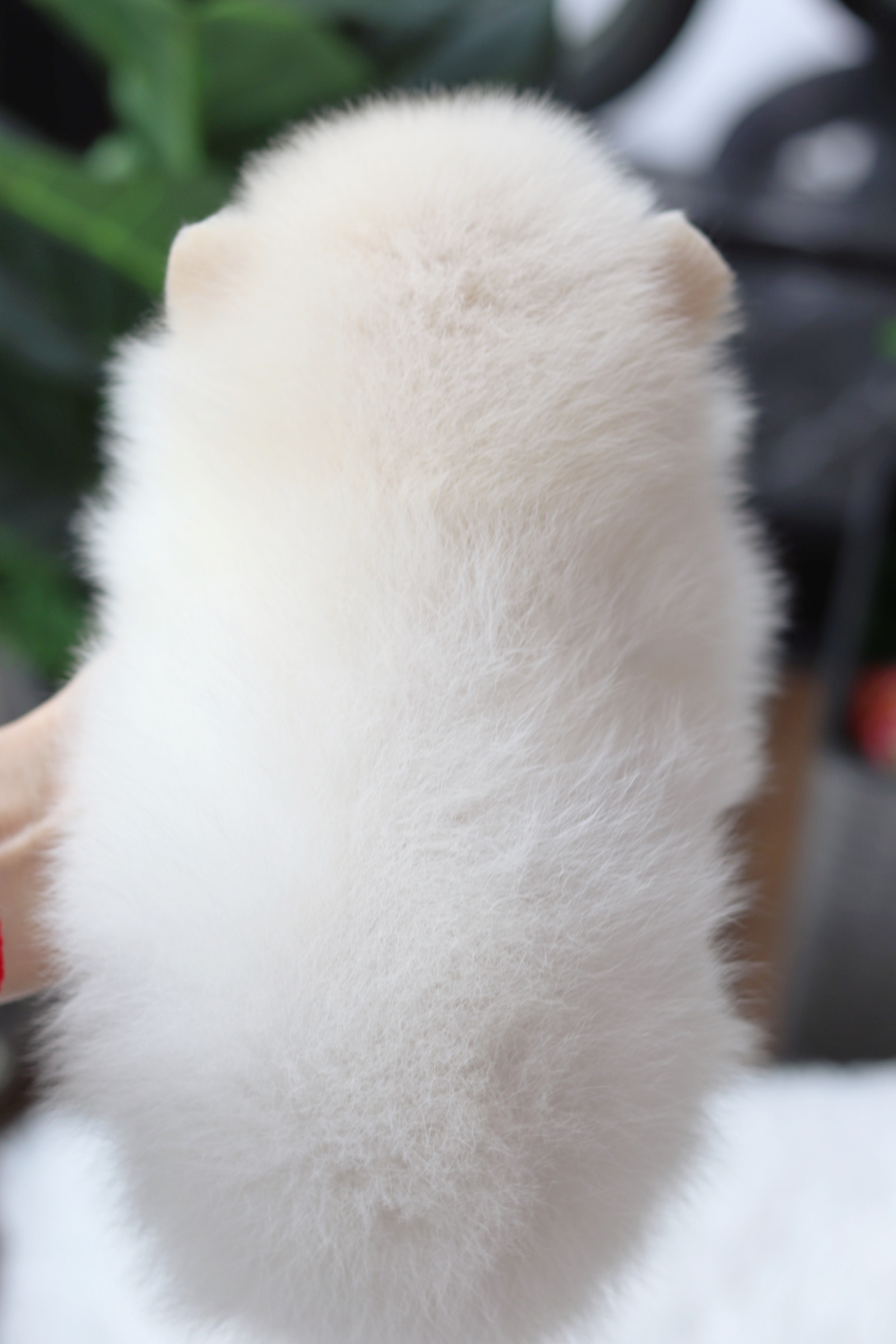 ปอมเมอเรเนียน เพศผู้ขาวครีม