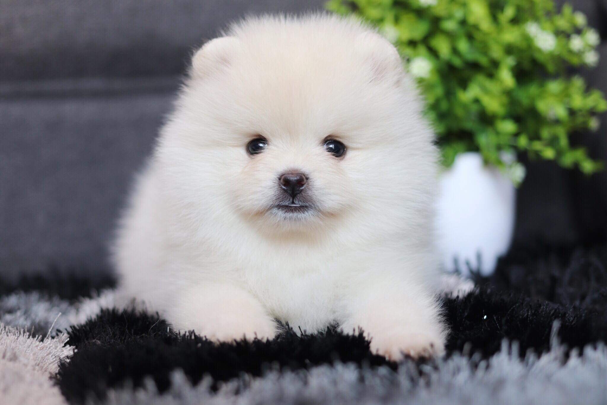 ปอมเมอเรเนียน เพศเมีย