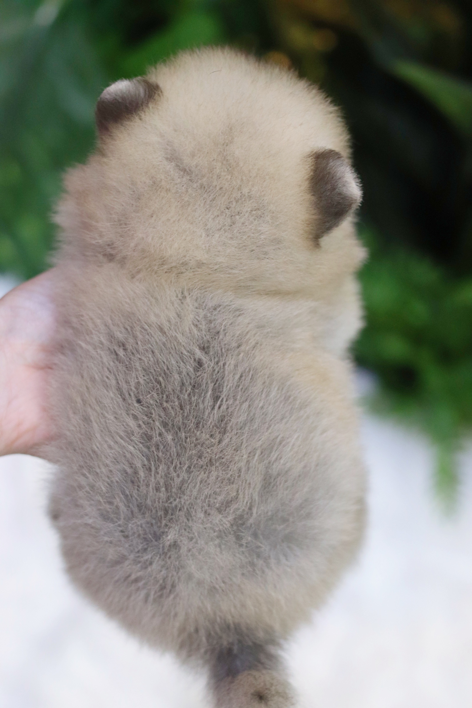 ปอมเมอเรเนียน เพศเมียสีส้ม