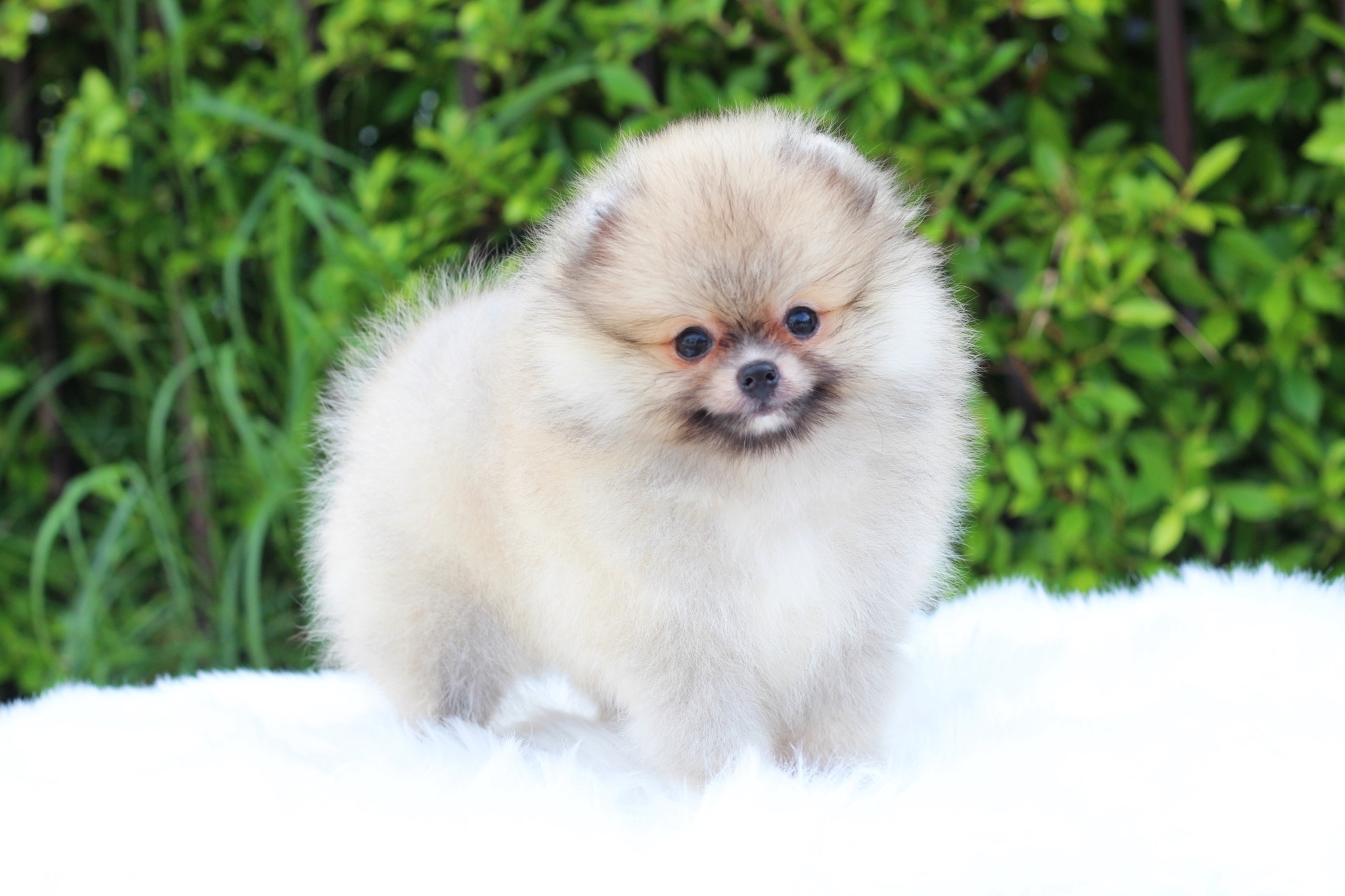 ปอมเมอเรเนียน เพศเมียสีส้ม