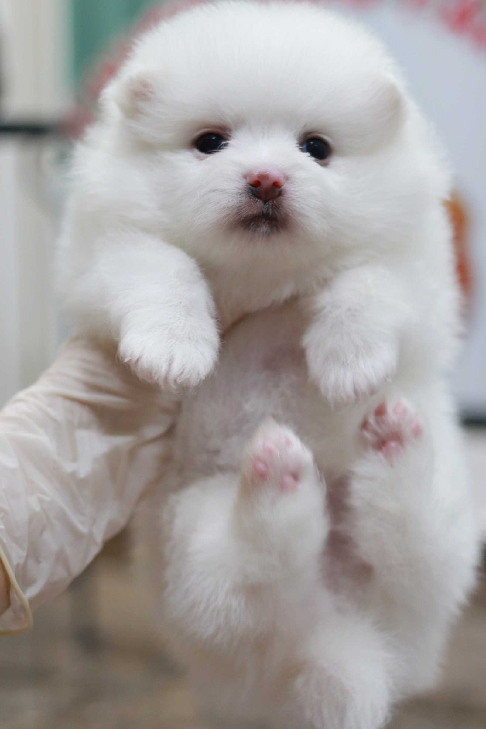 ปอมเมอเรเนียน เพศผู้ขาวสำลี