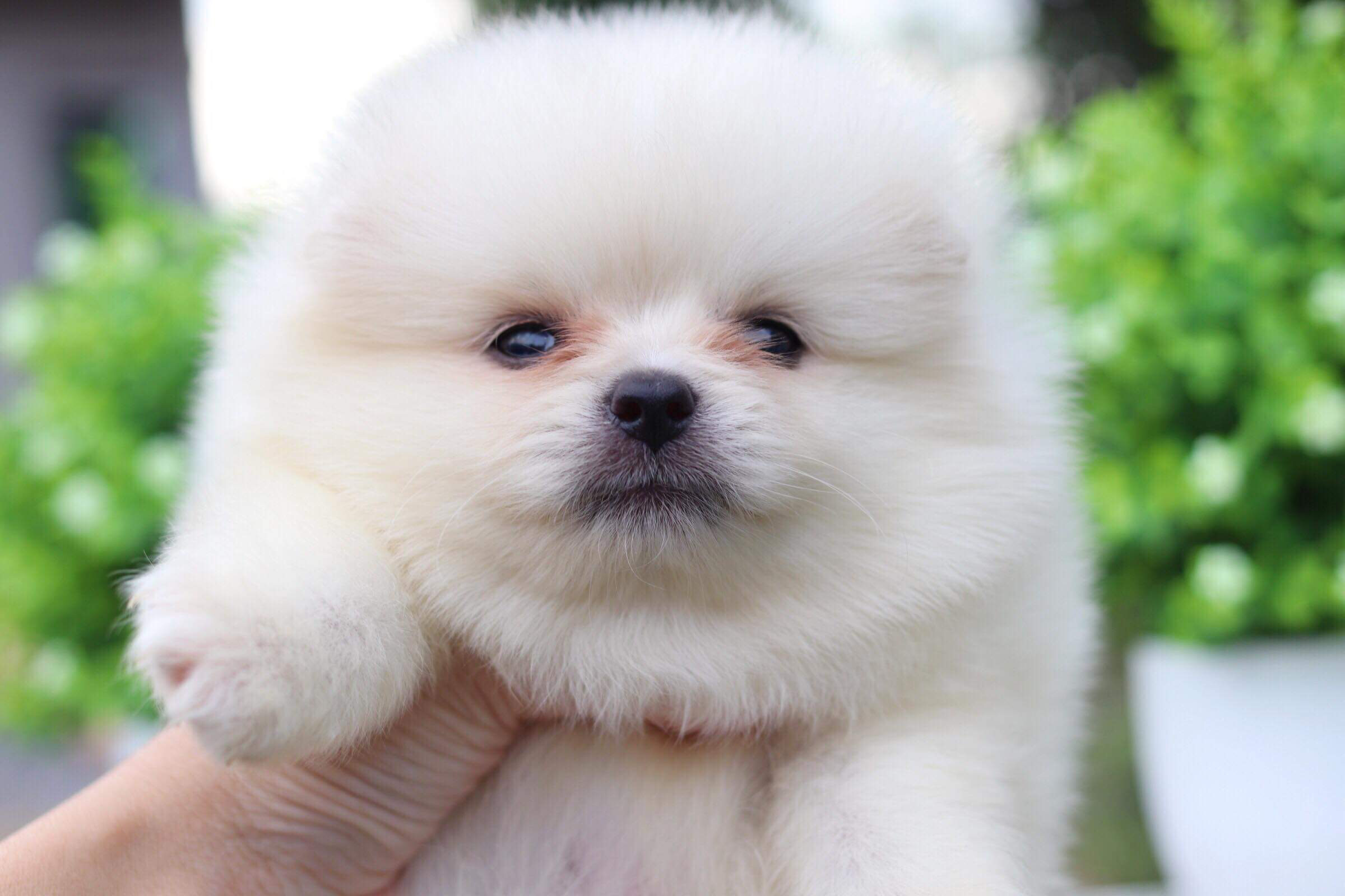 ปอมเมอเรเนียน เพศผู้