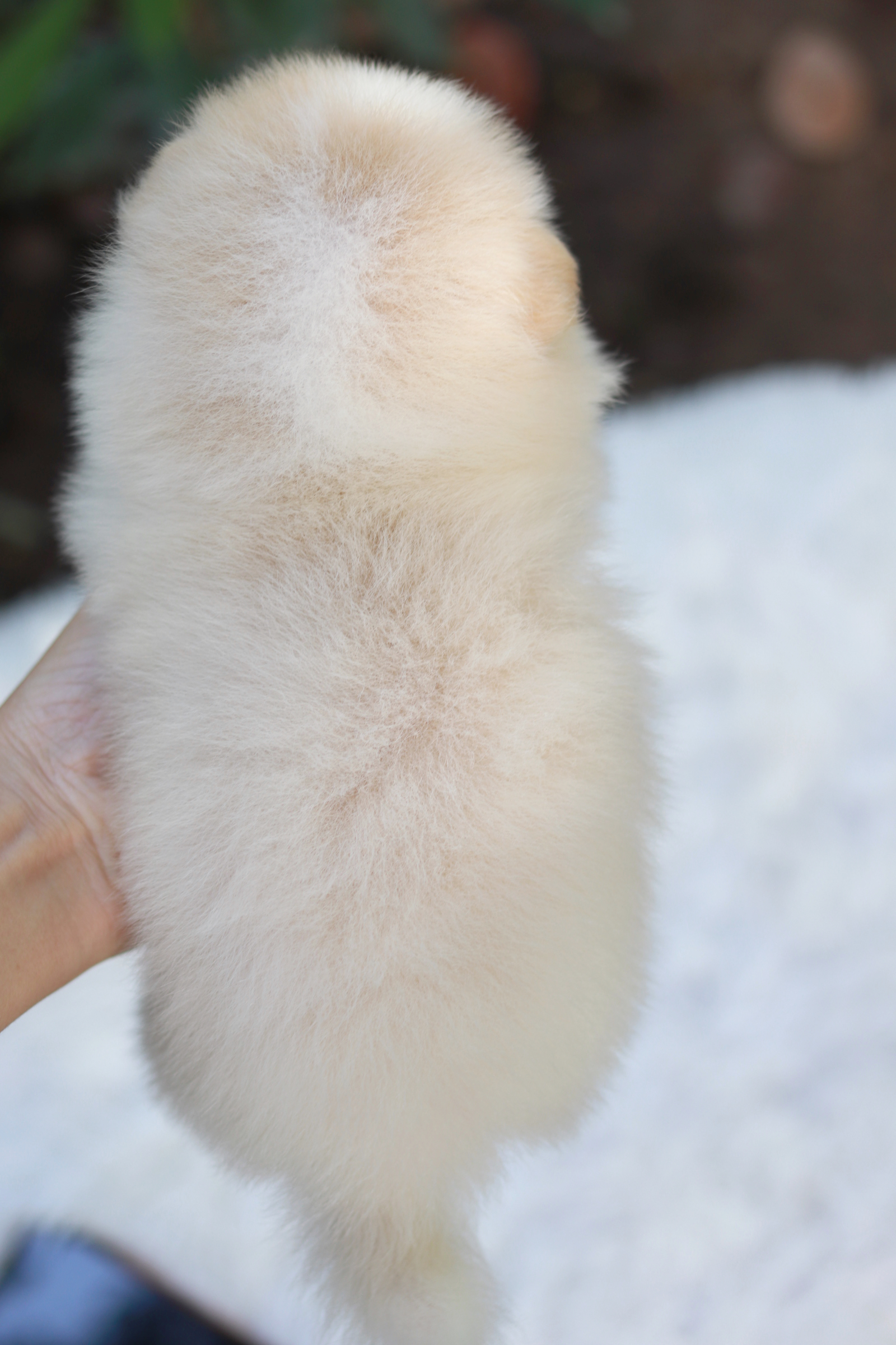 ปอมเมอเรเนียน เพศเมีย ไซส์เล็ก