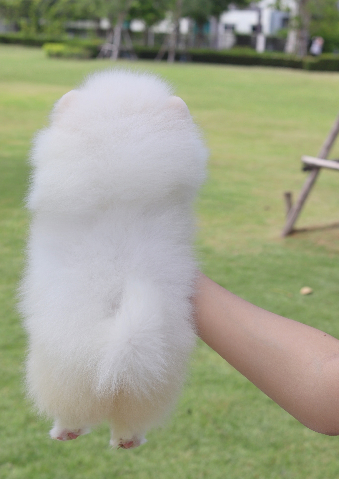 ปอมเมอเรเนียน เพศเมียสีขาวครีม