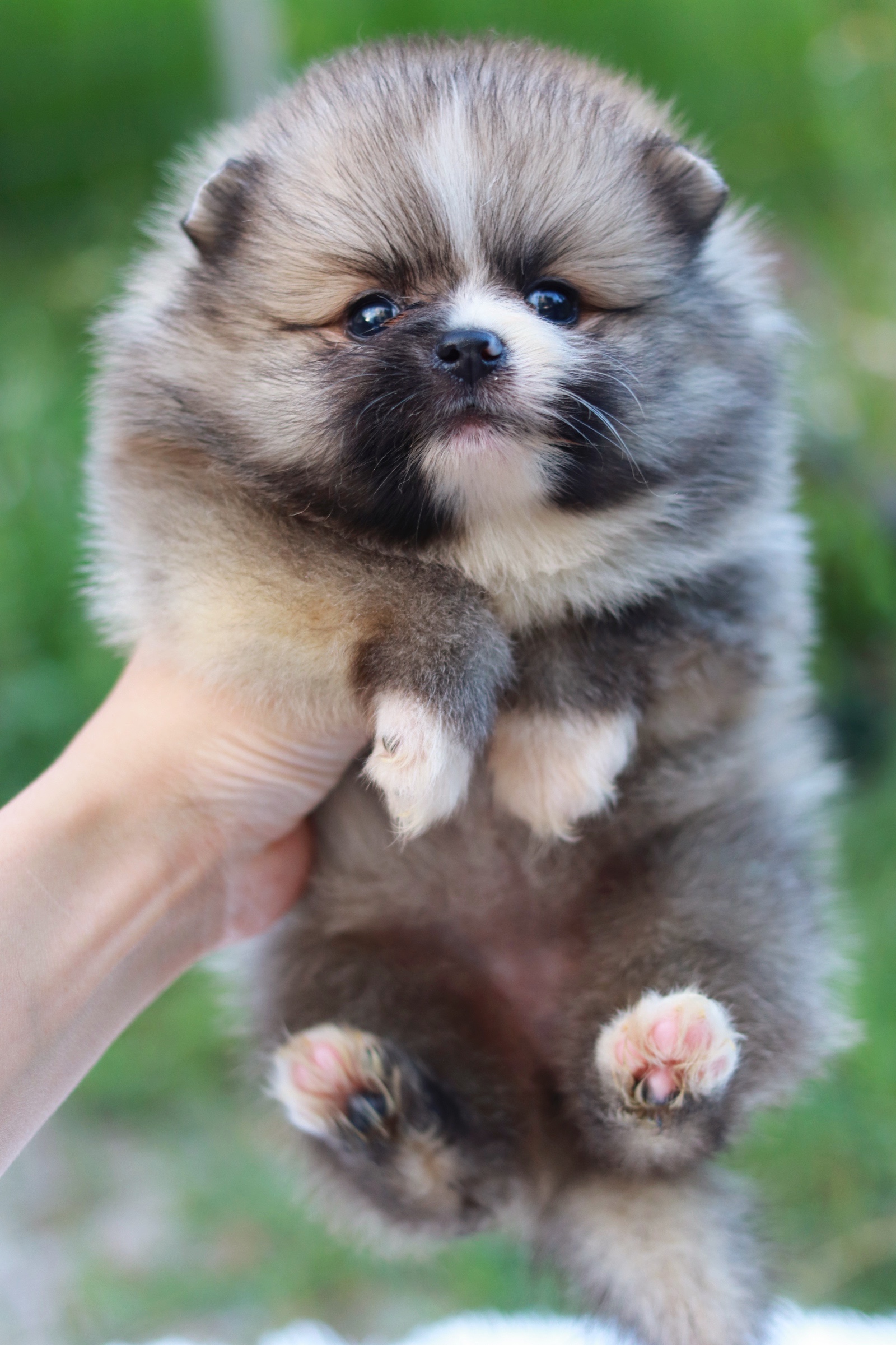 ปอมเมอเรเนียน เพศเมียสีส้ม