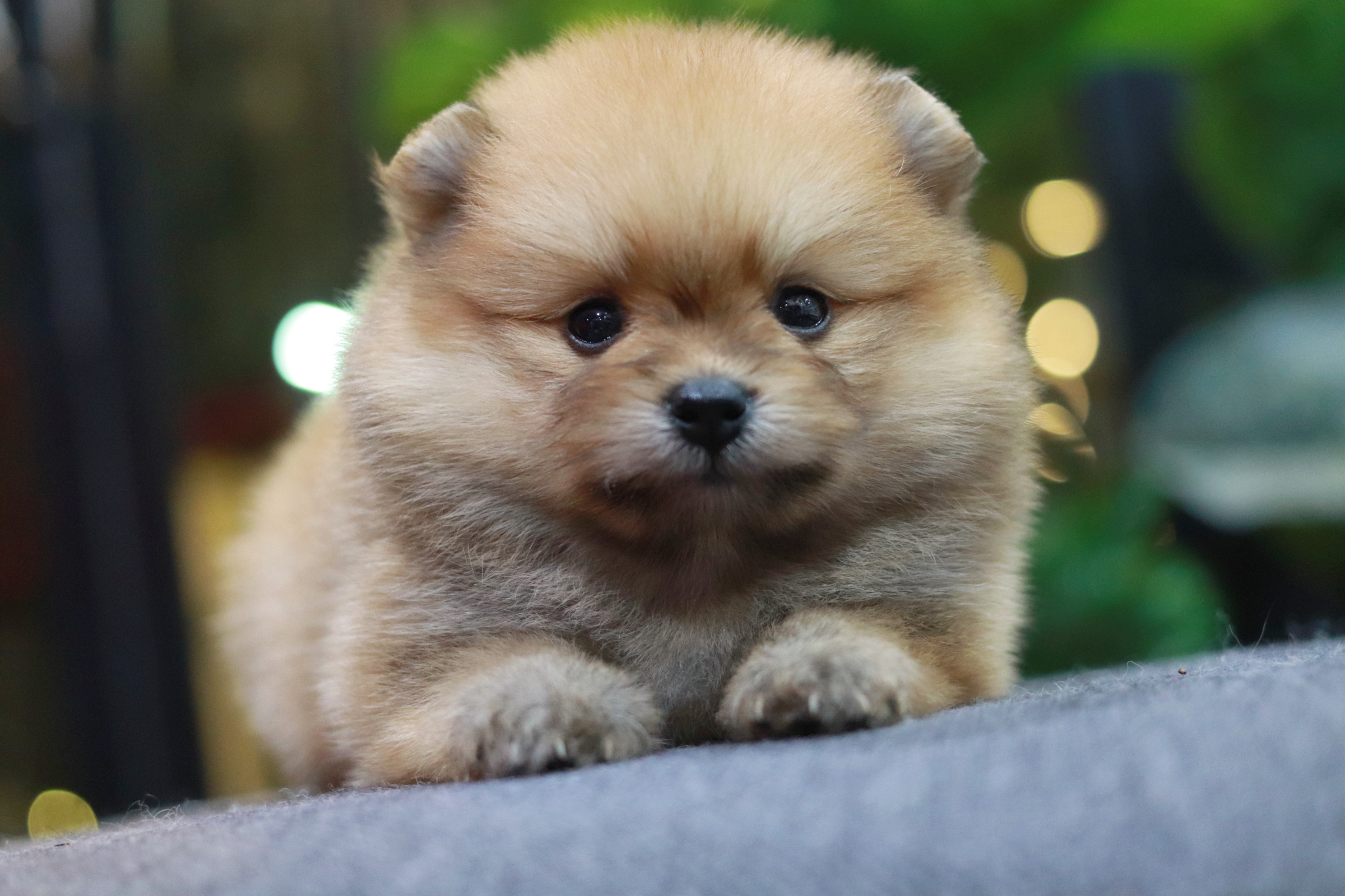 ปอมเมอเรเนียน เพศผู้