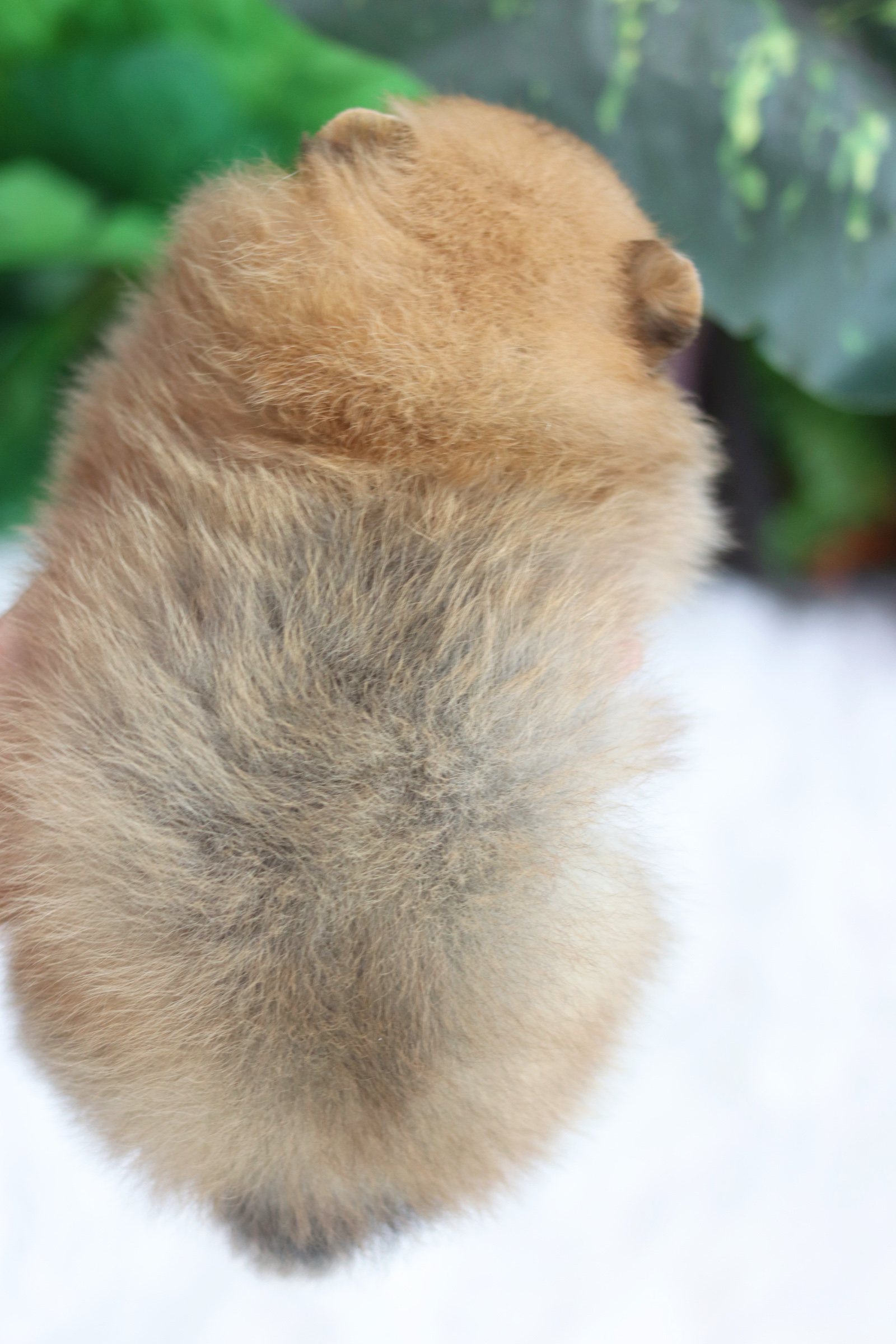 ปอมเมอเรเนียน เพศเมียสีส้ม